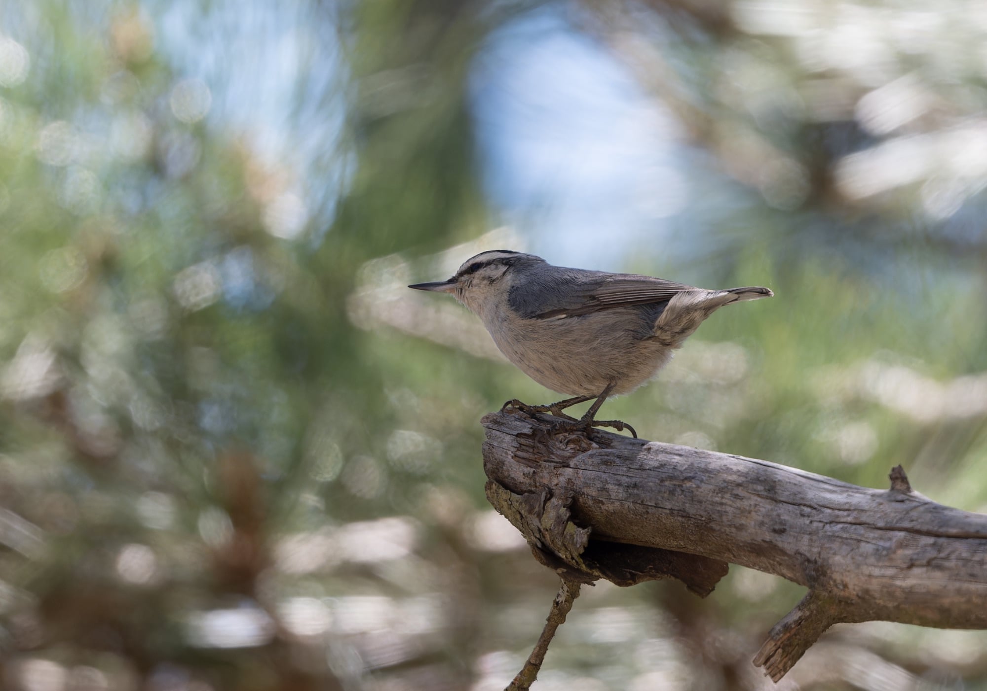 corsican nuthatch