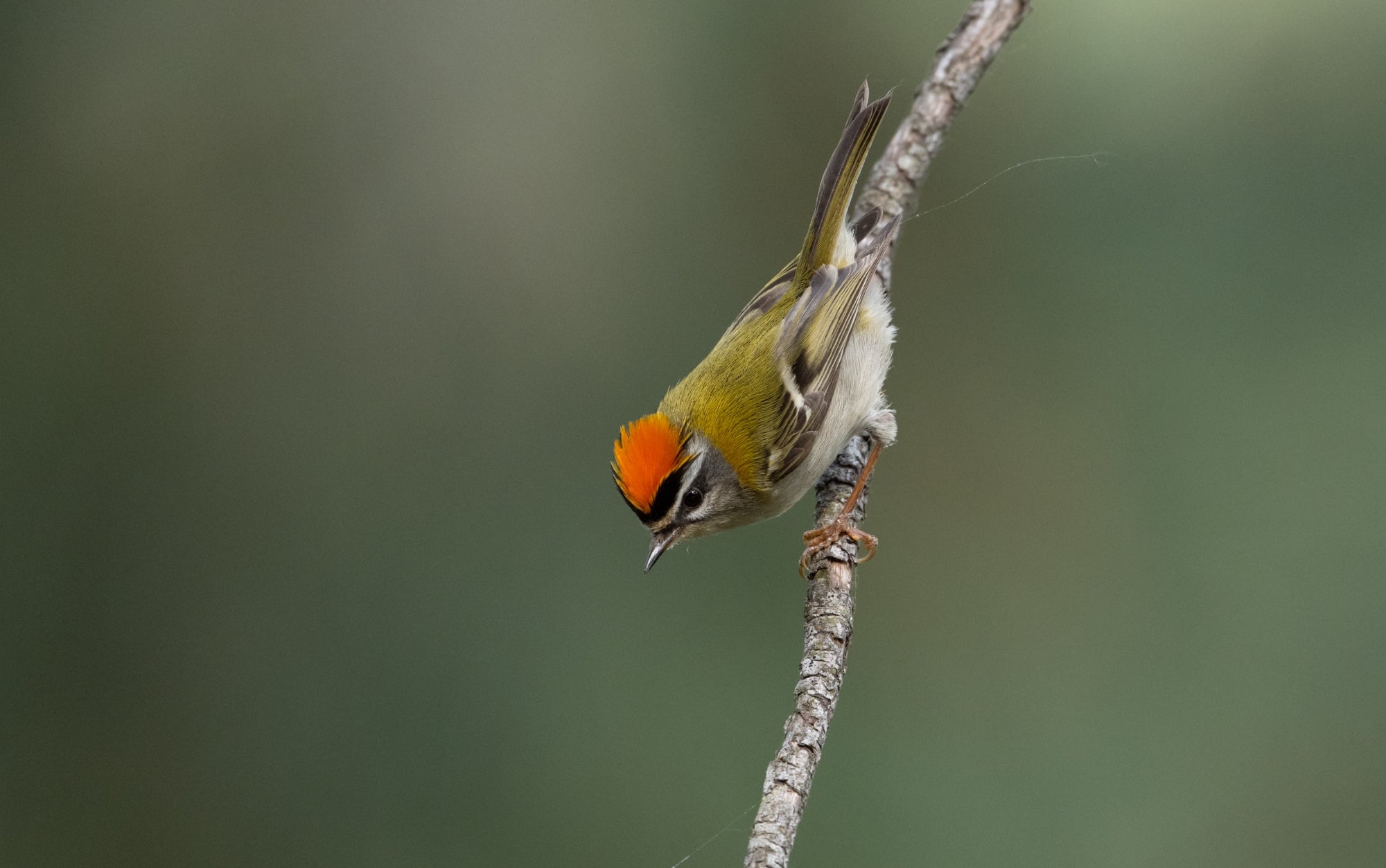 Firecrest
