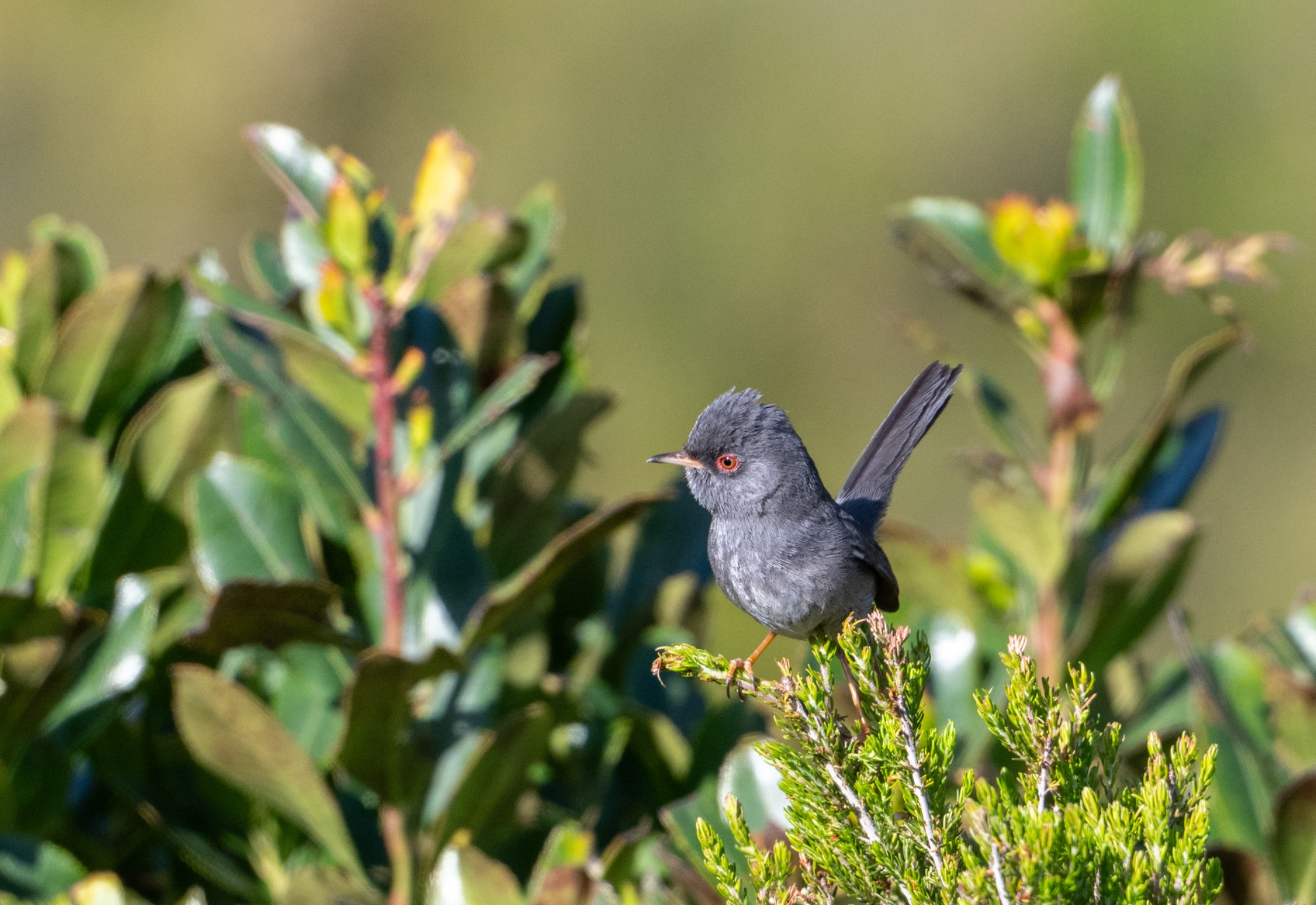 Marmora's Warbler