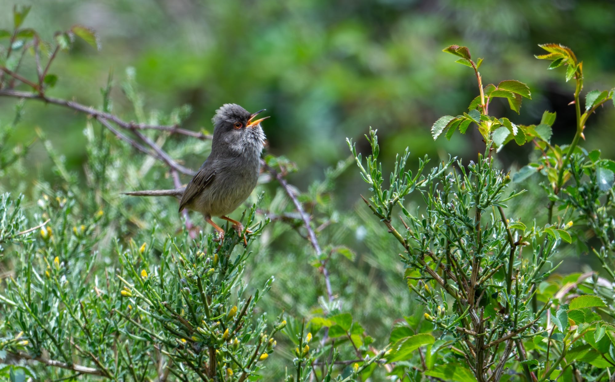 marmora's Warbler