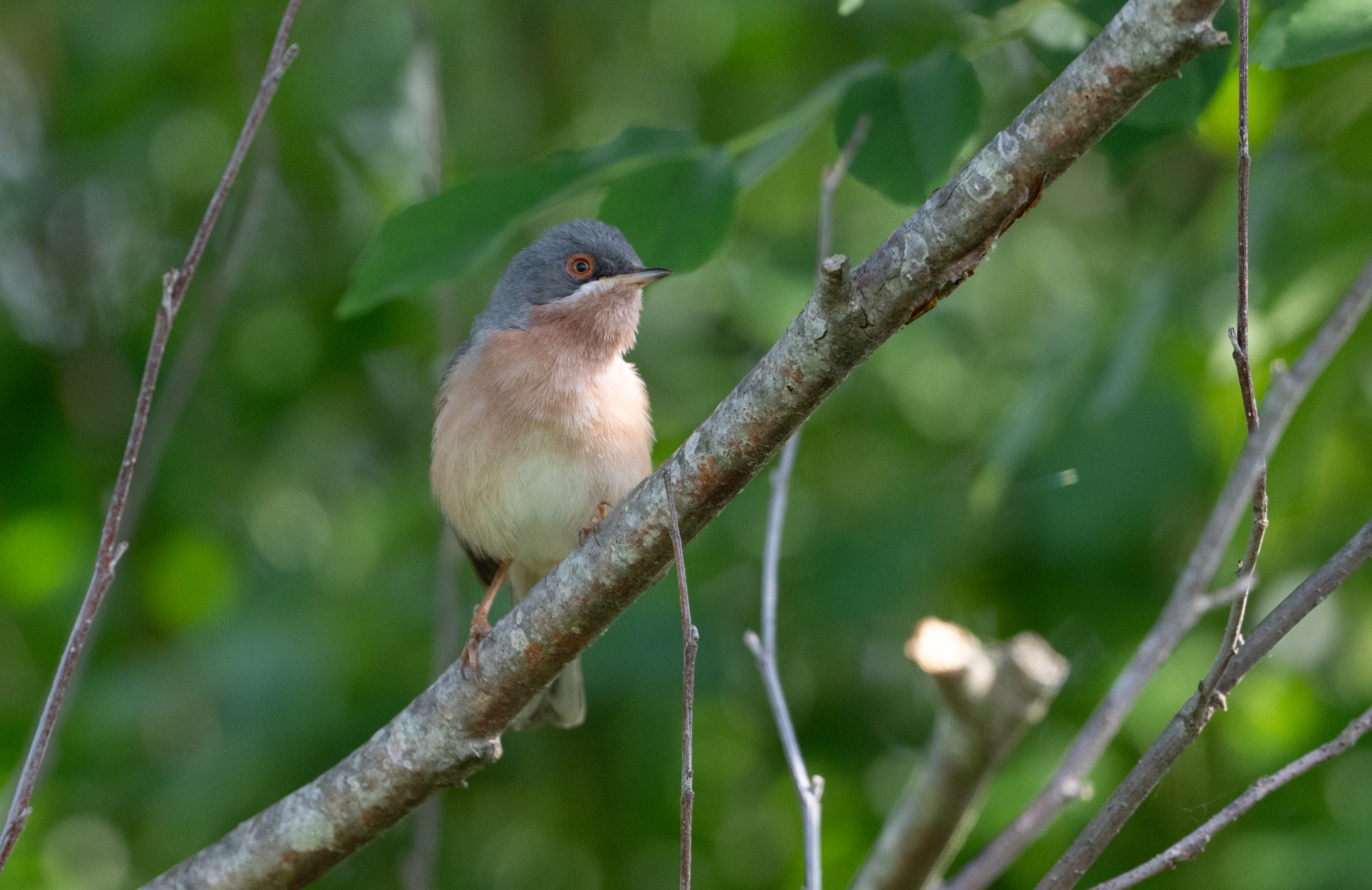Moltoni's Warbler