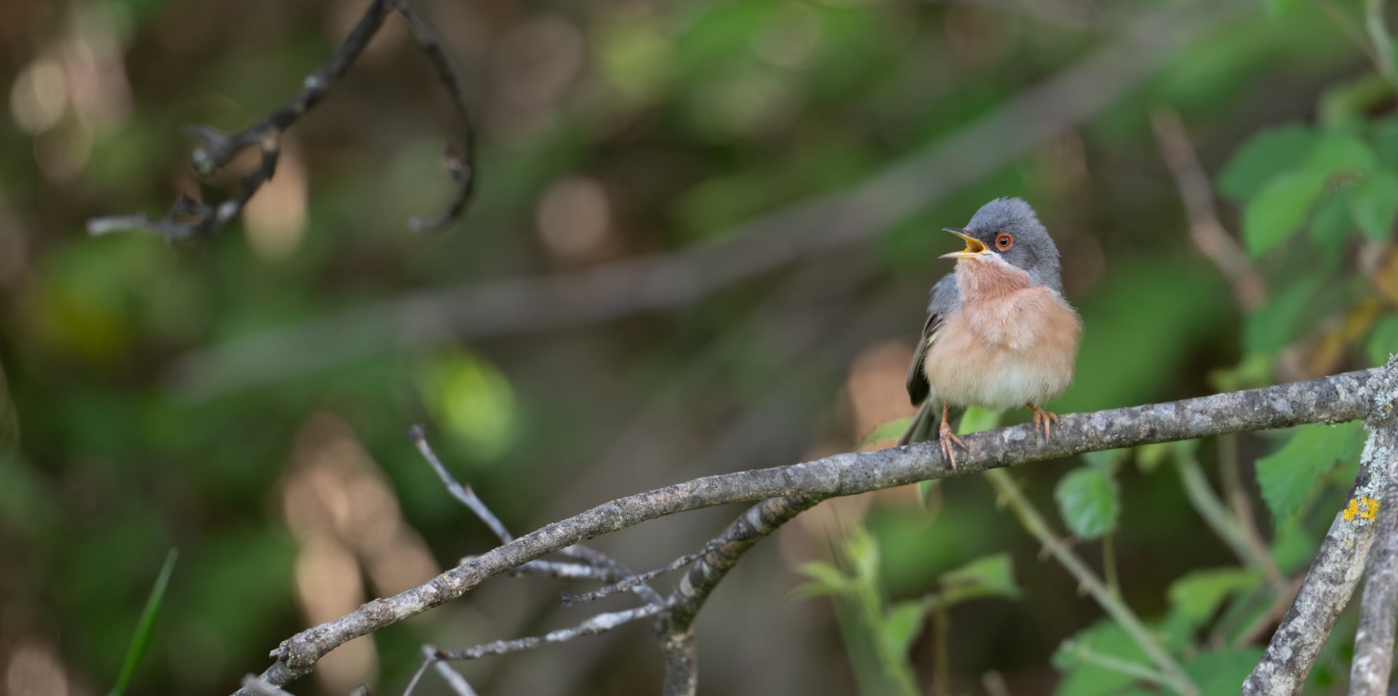 Moltoni's Warbler