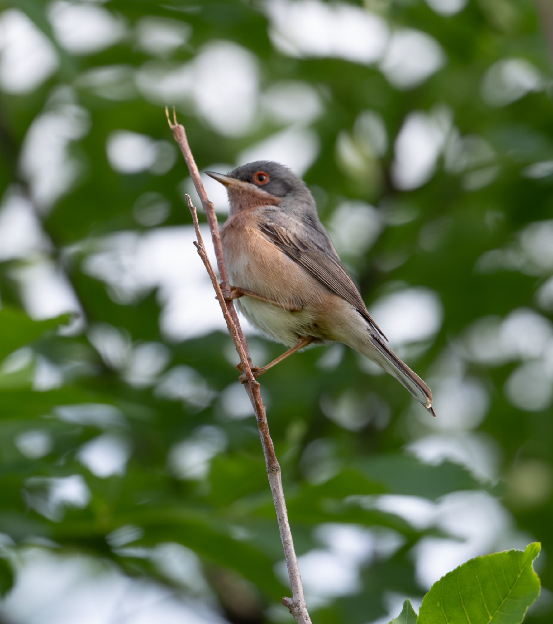 Moltoni's Warbler