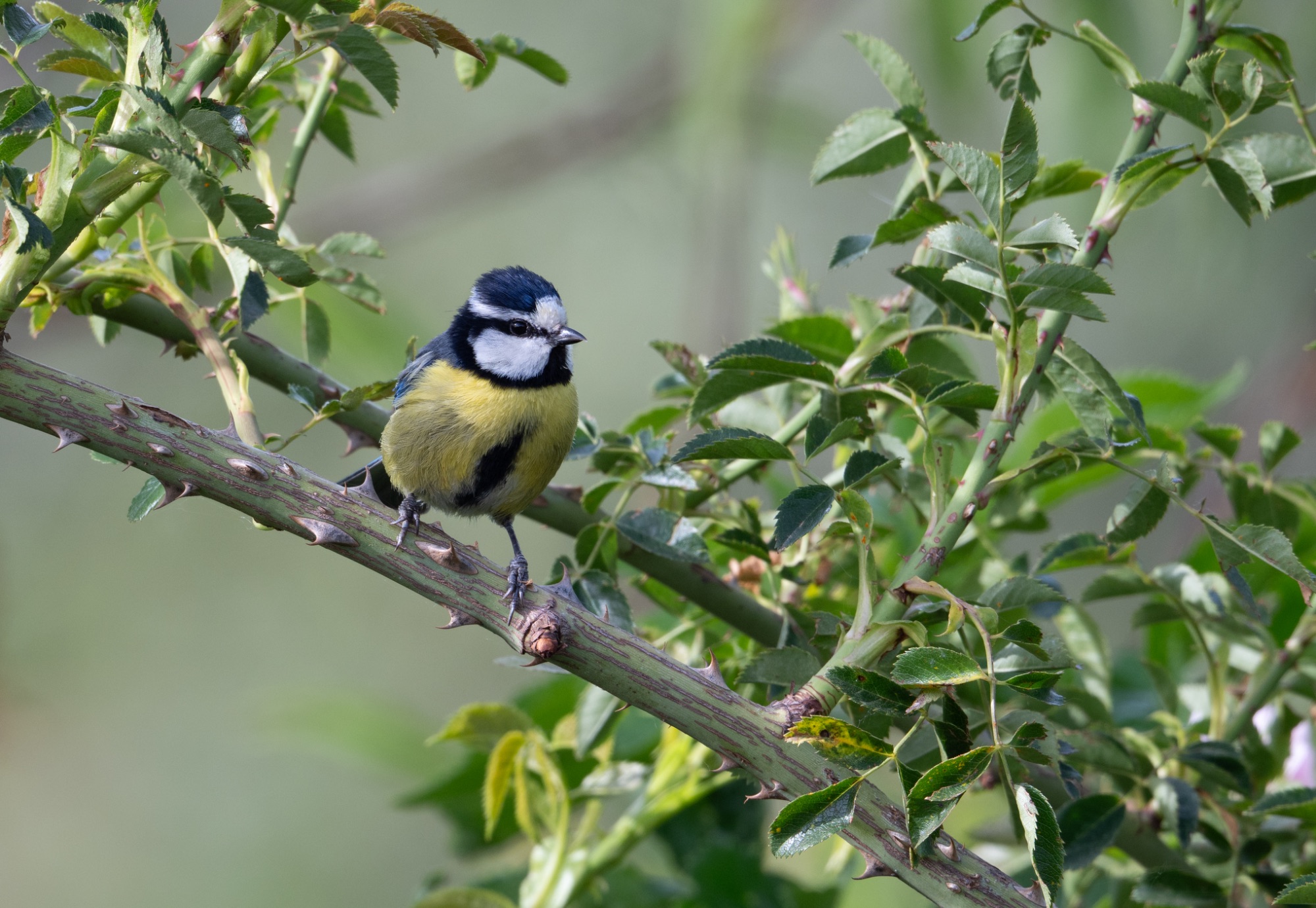 African Blue Tit