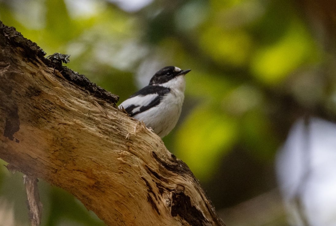 Atlas Flycatcher