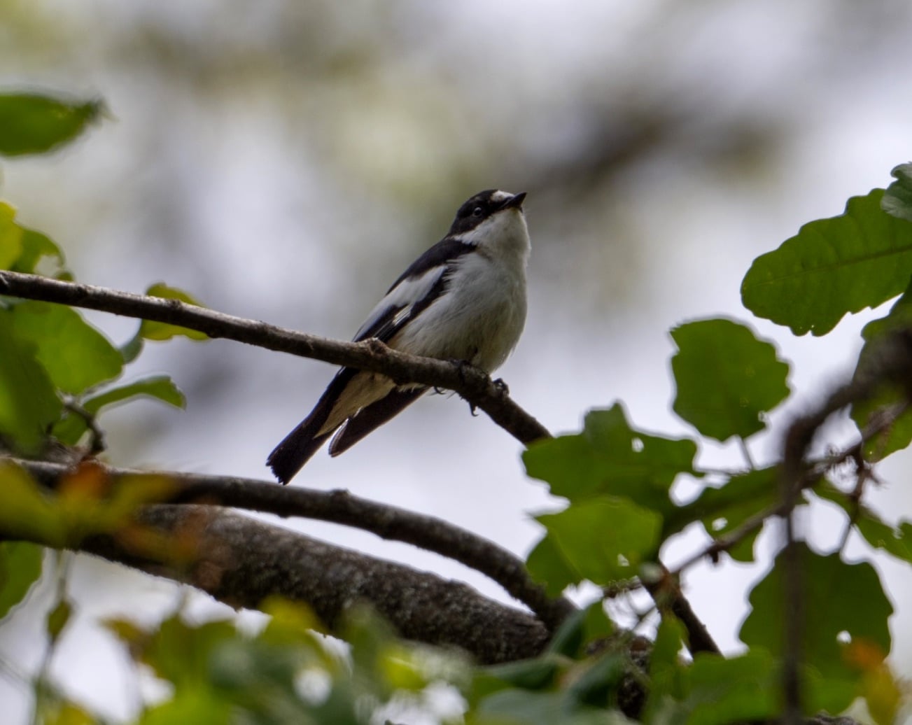 Atlas Flycatcher