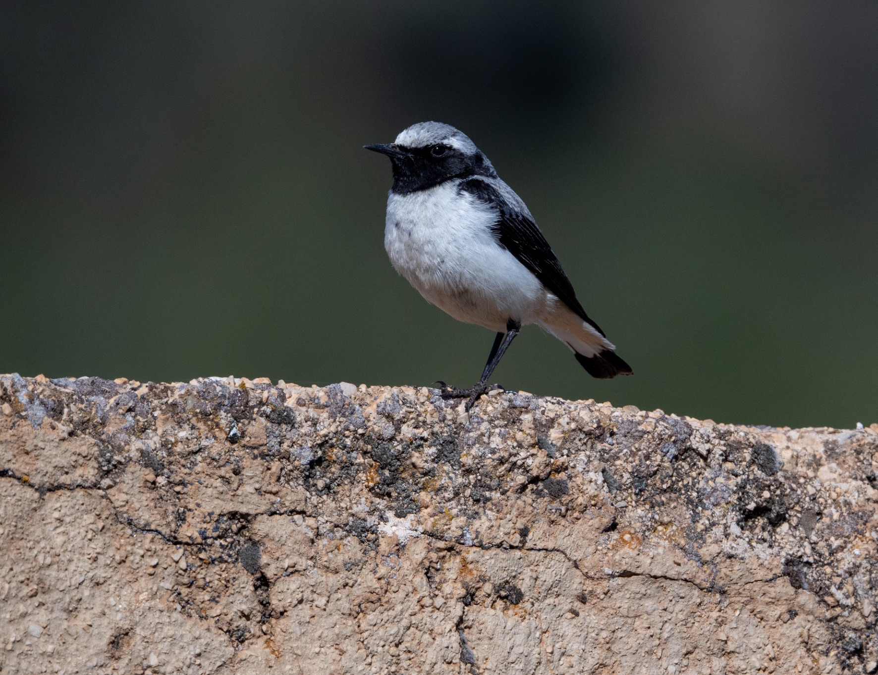 Atlas Wheatear