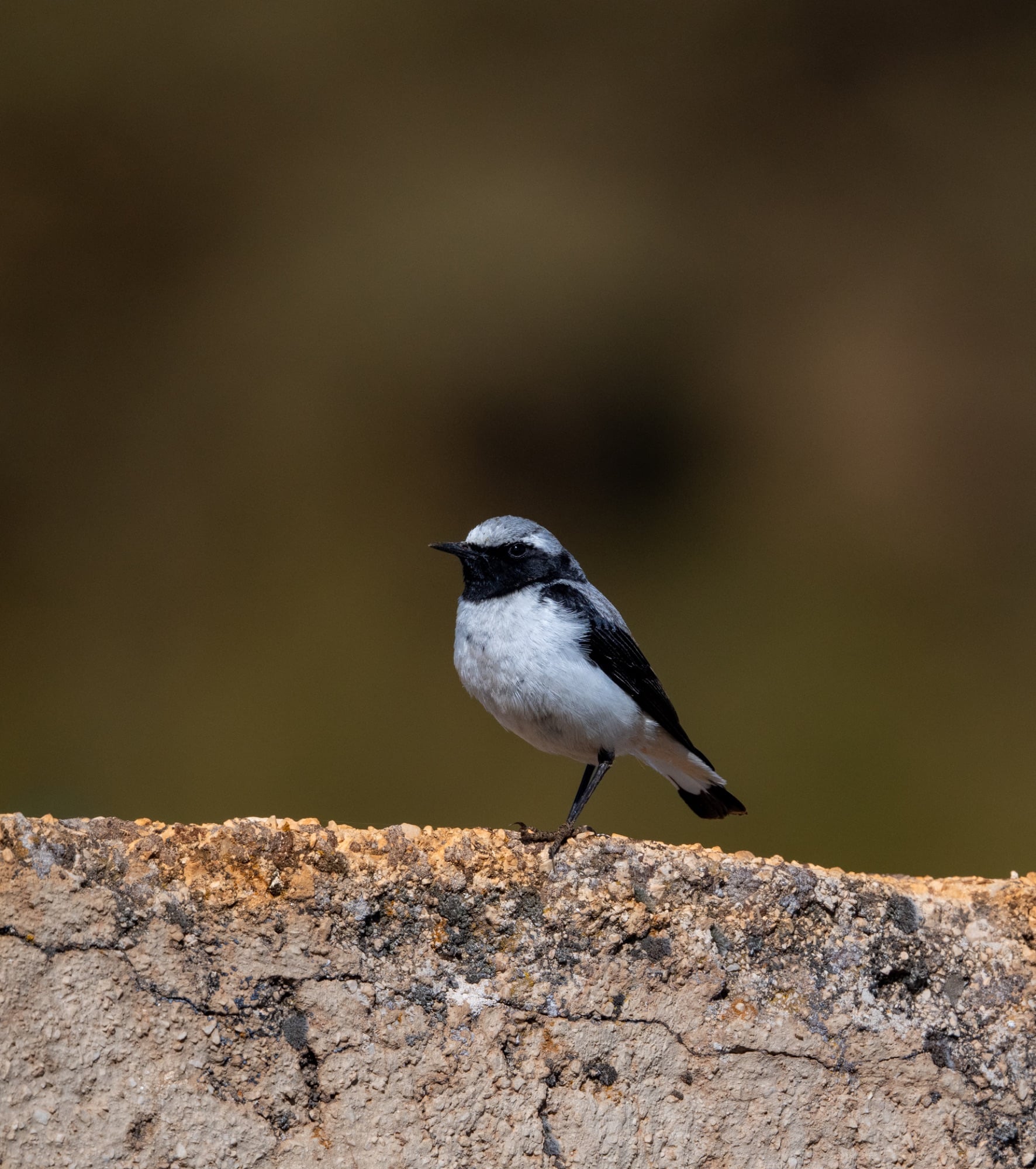 Atlas Wheatear
