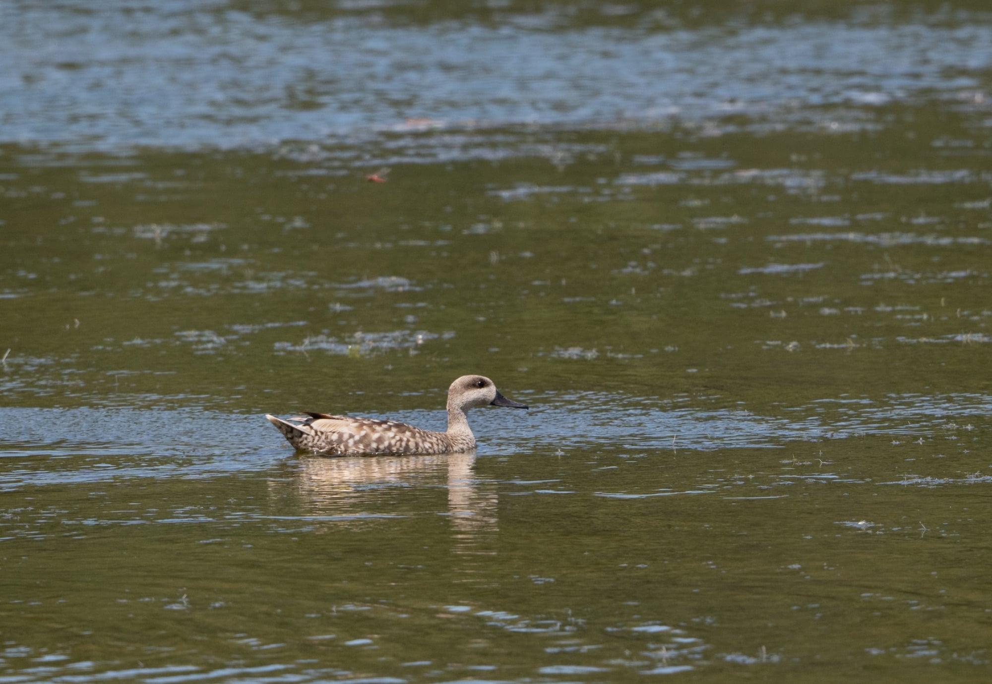 Marbled Duck