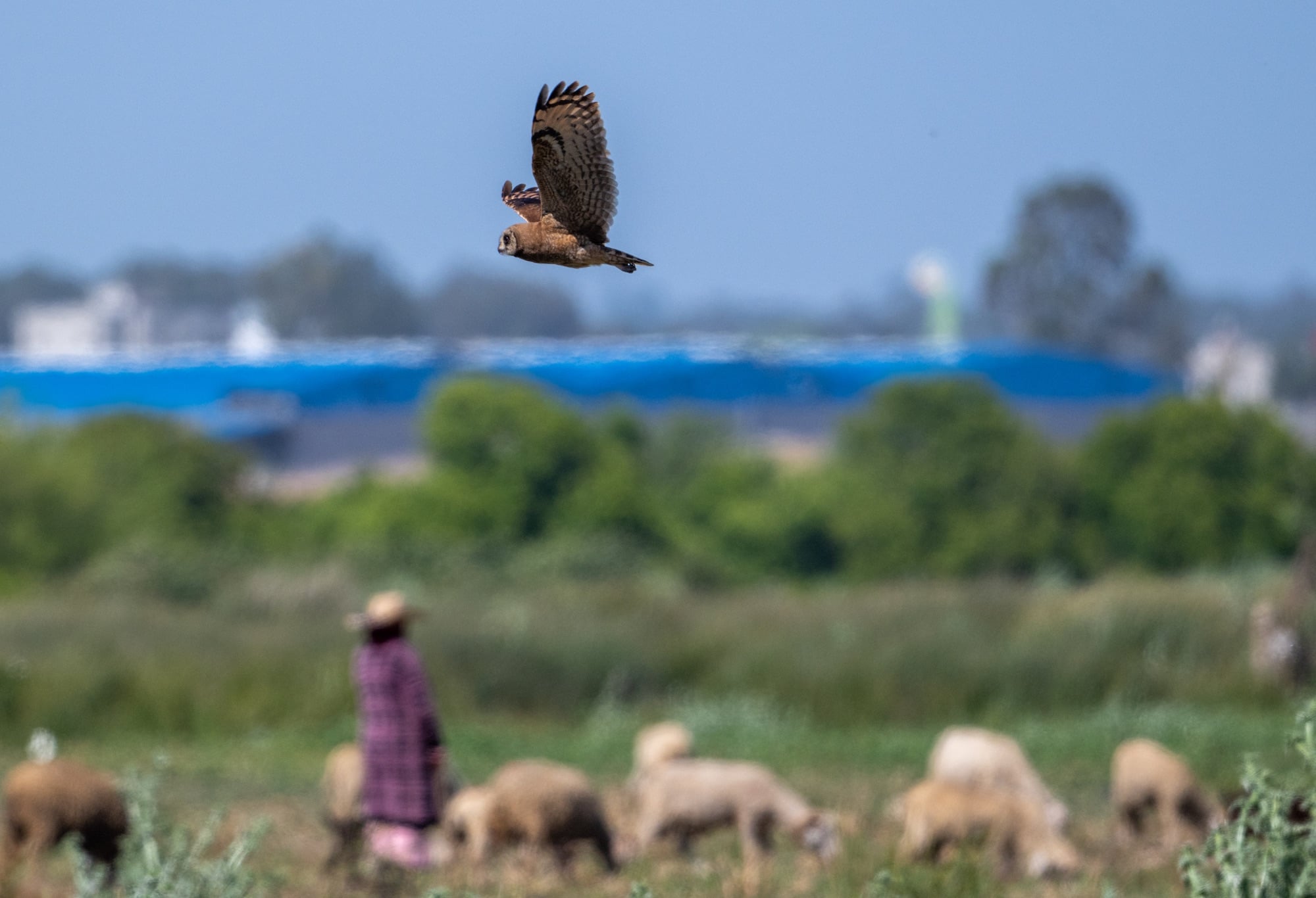 MARSH OWL IN MOROCCO