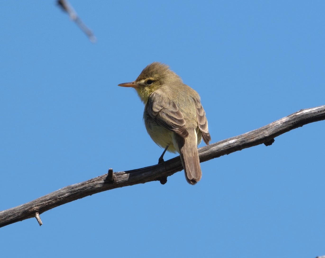 Melodious Warbler