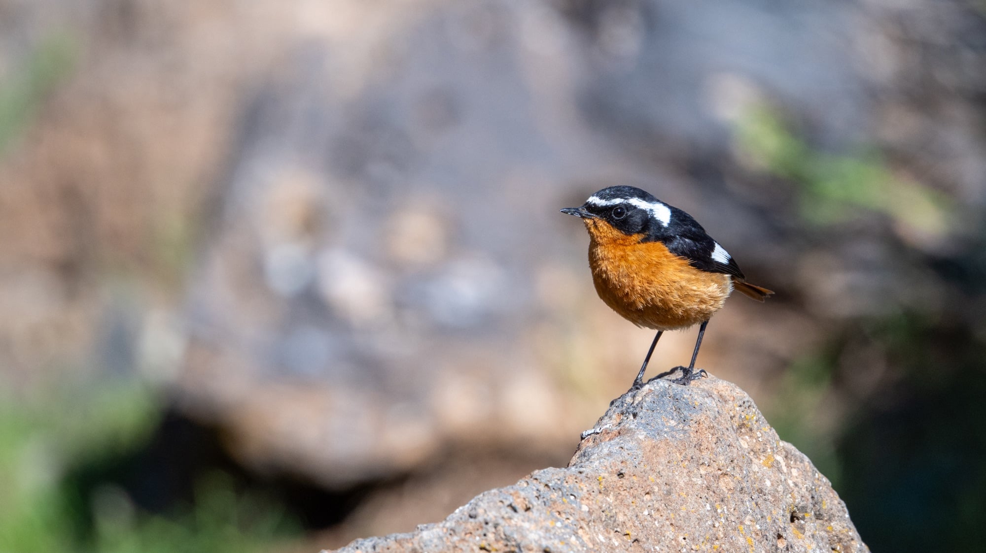 Moussier's Redstart