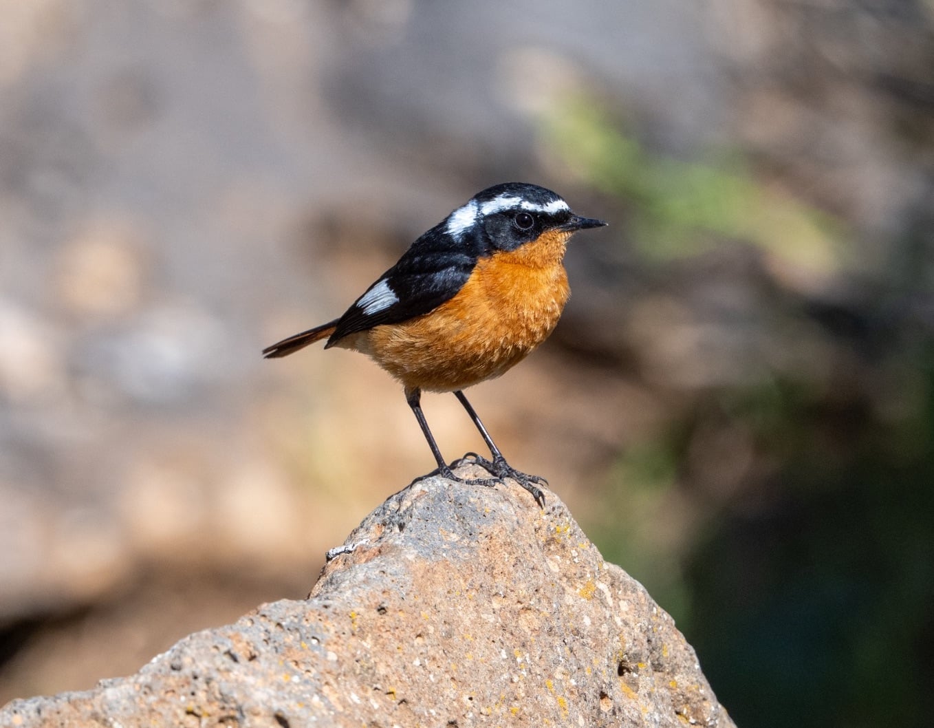 Moussier's Redstart