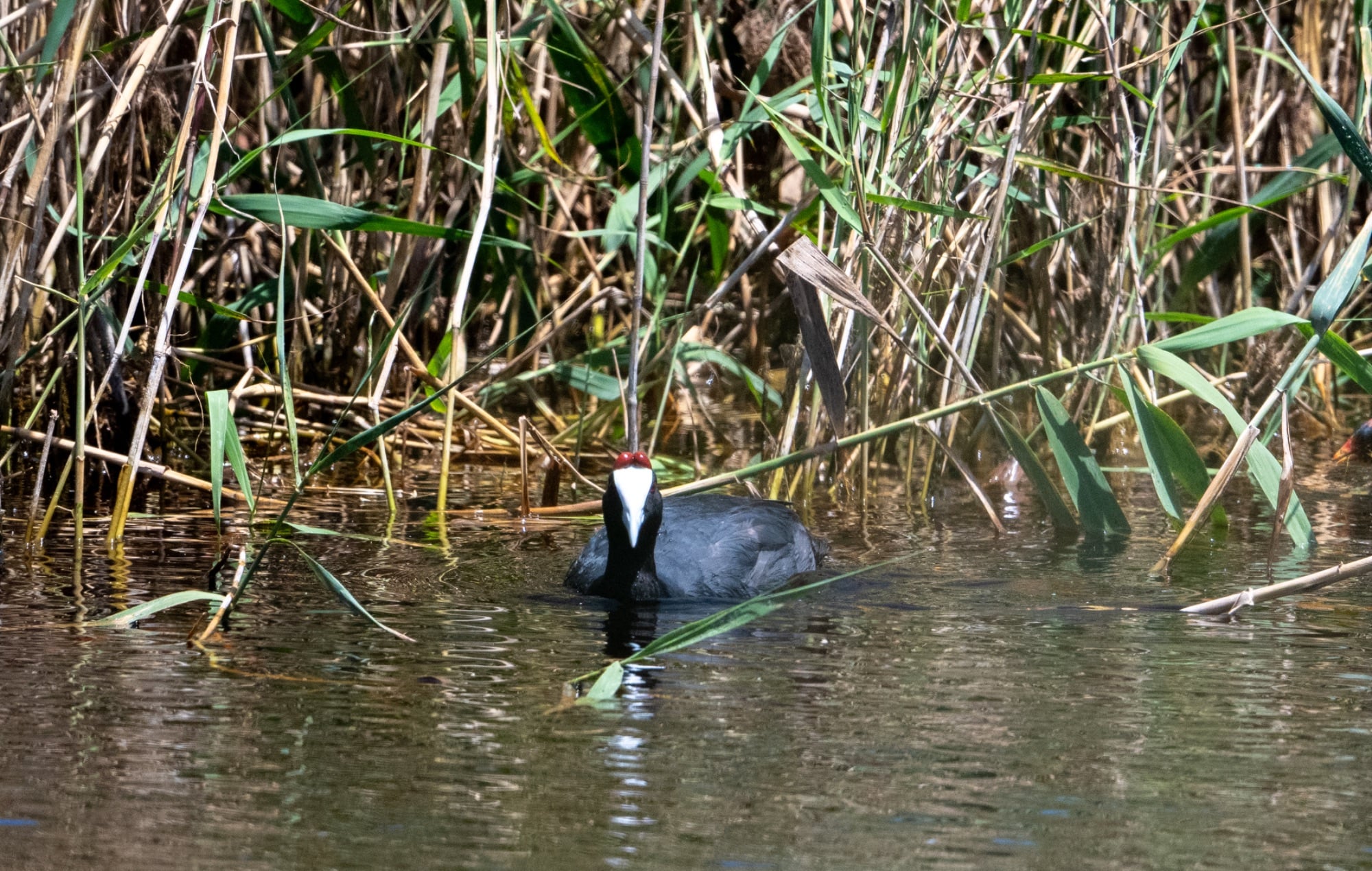 Red-knobbed Coot