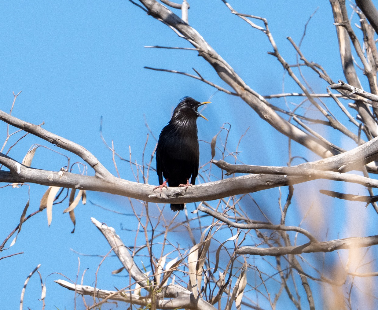 spotless starling