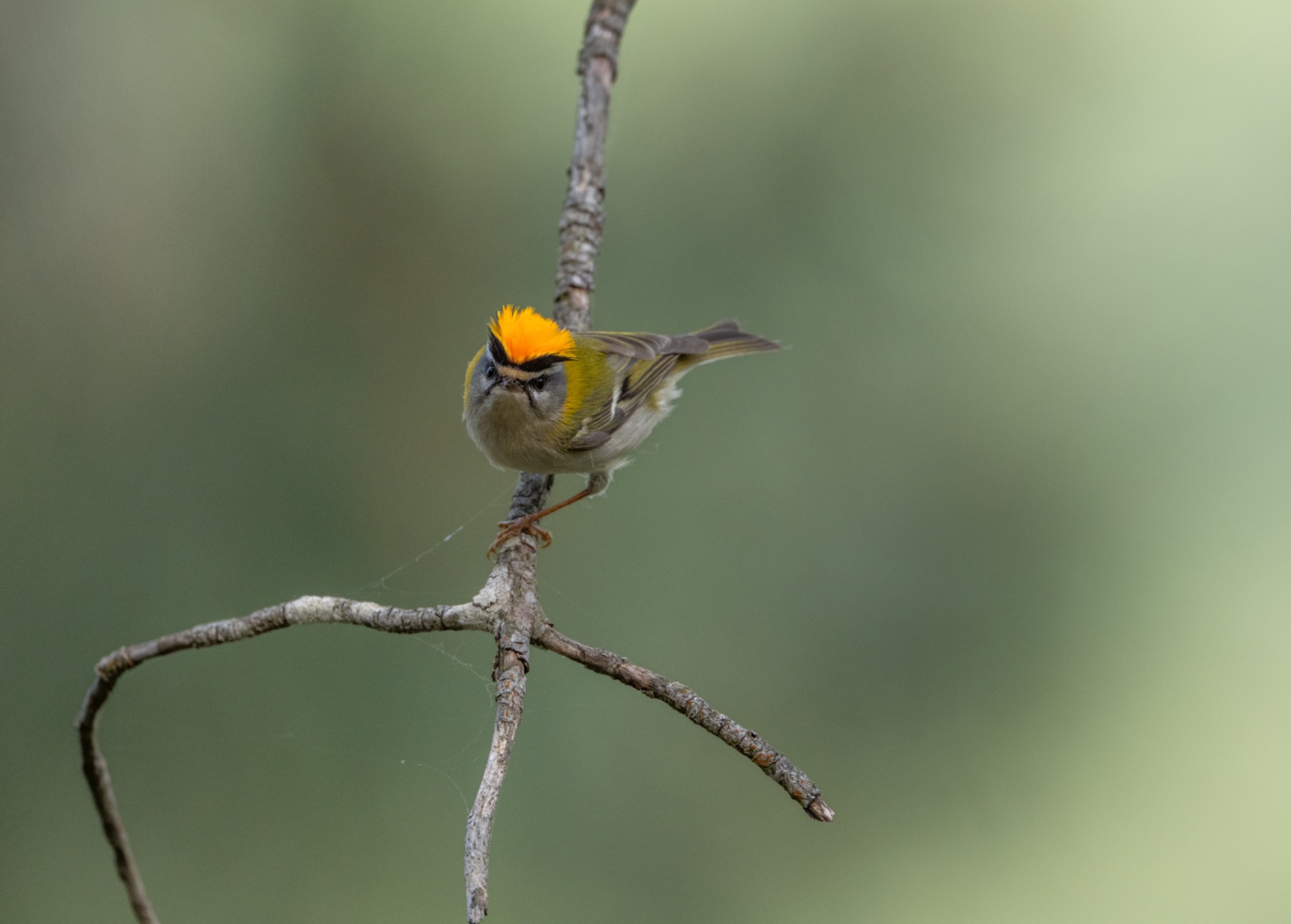Firecrest