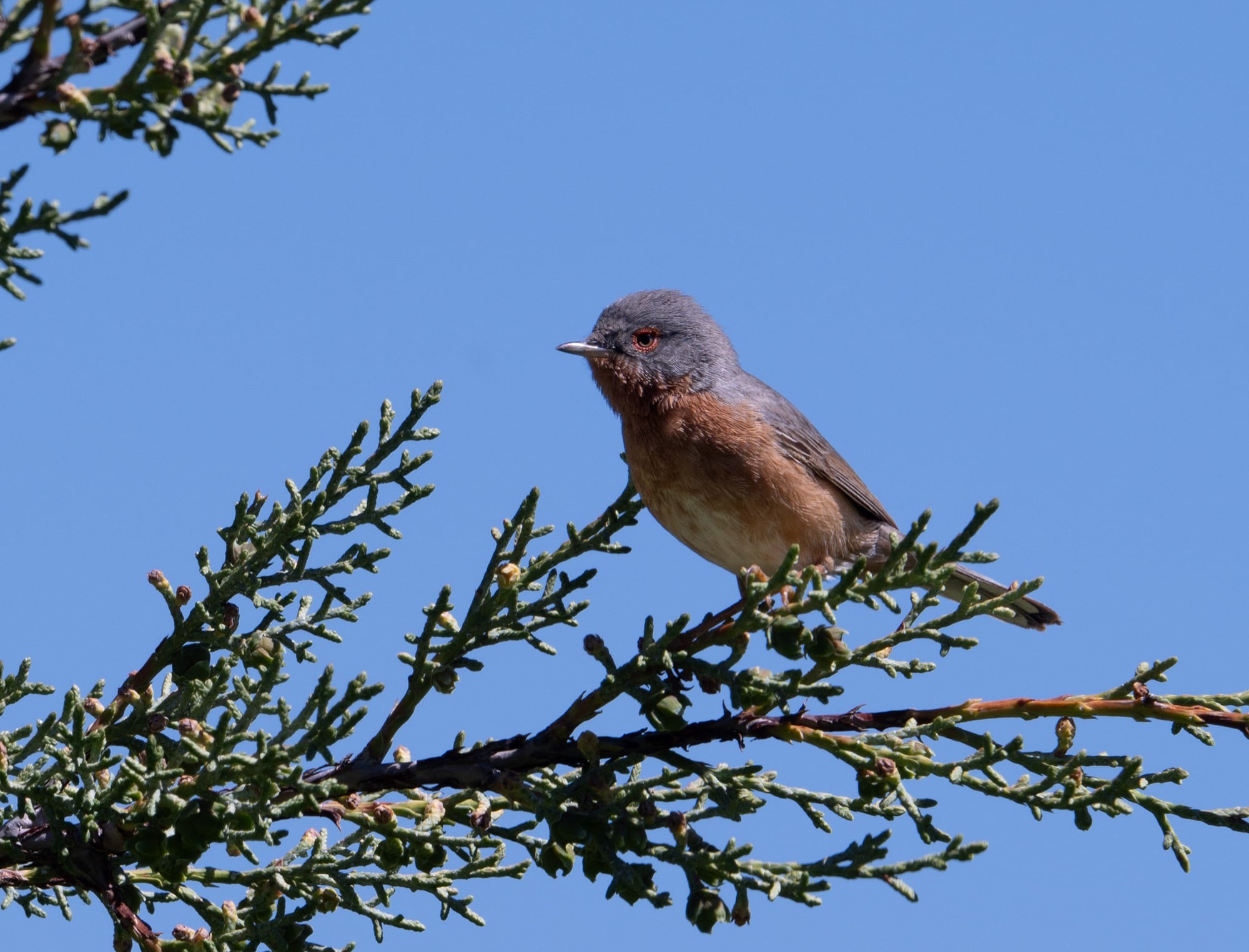 Western Subalpine Warbler