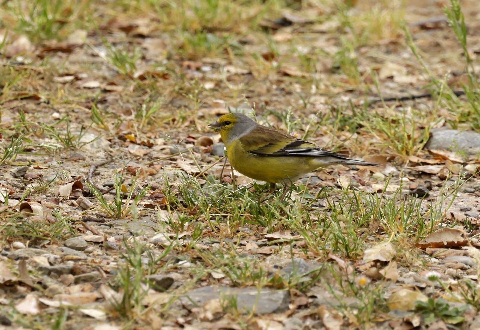 Corsican Finch