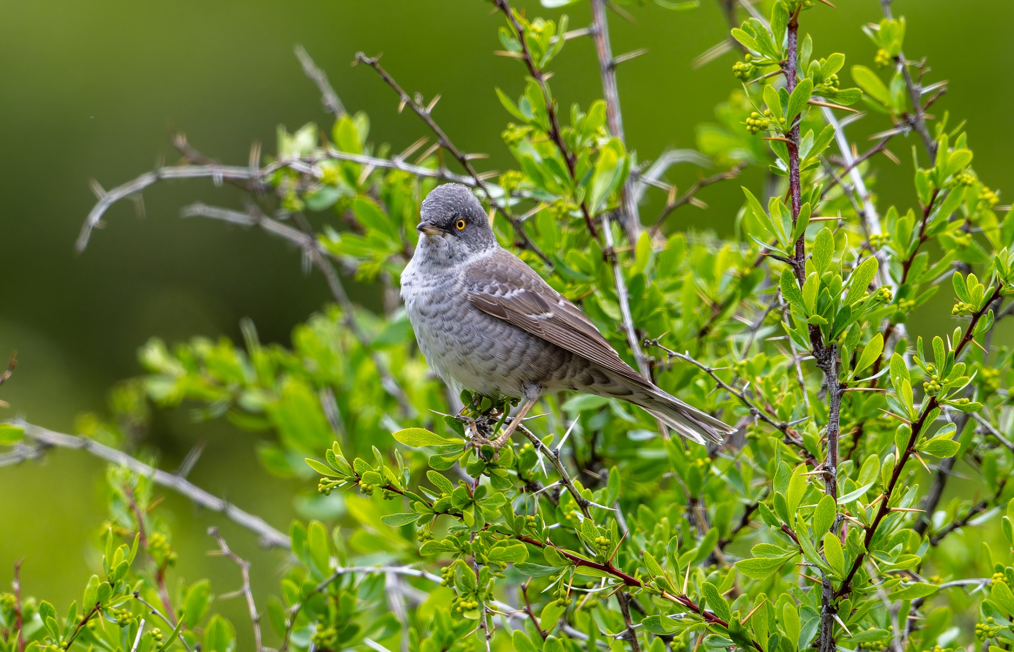 Barred Warbler