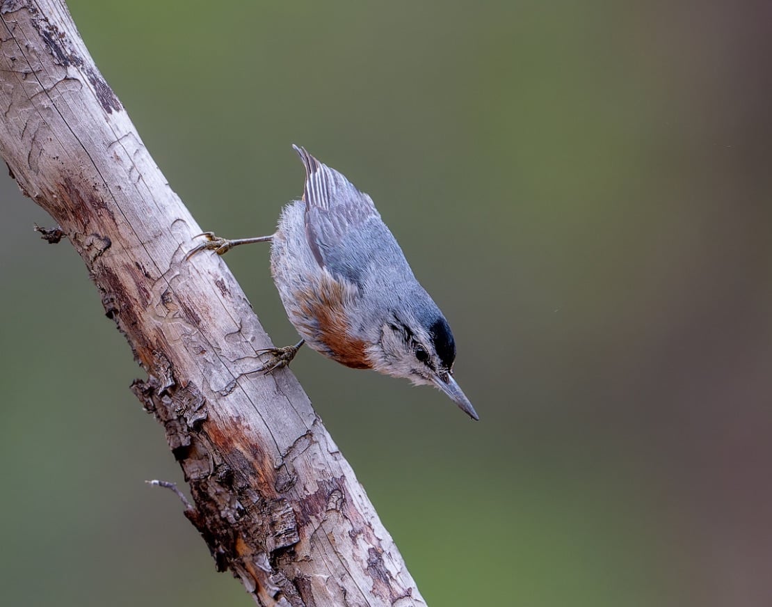 Kruper's Nuthatch