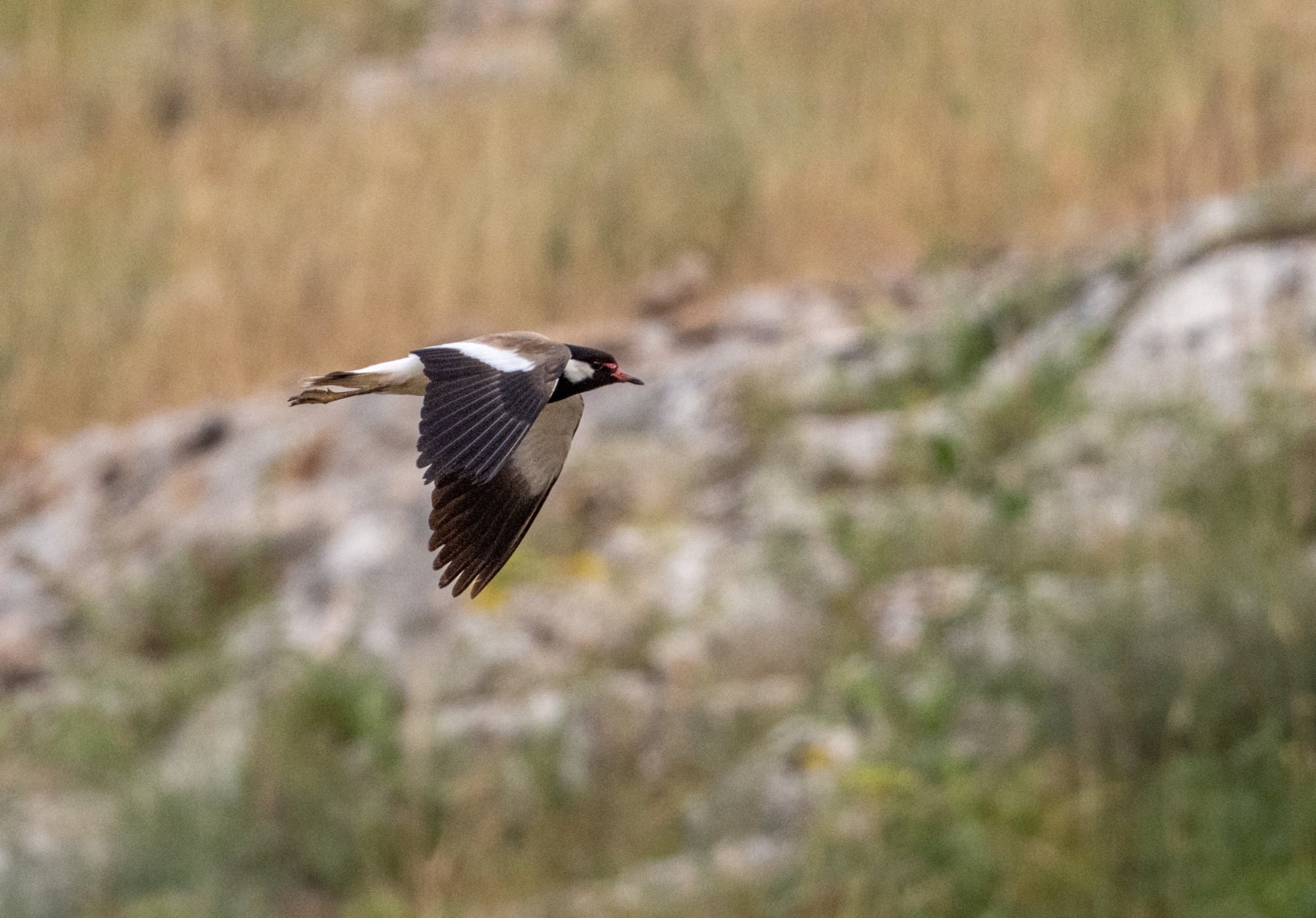red-wattled lapwing