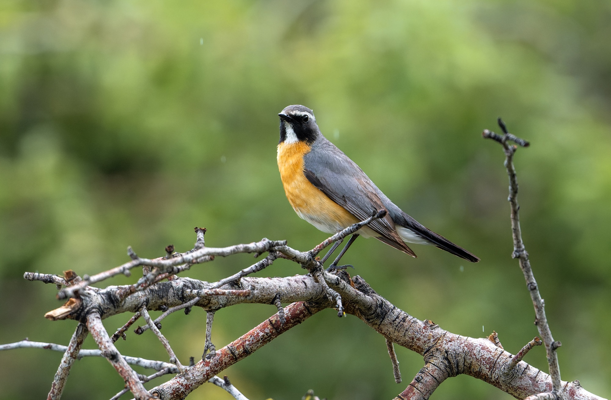 White-throated Robin