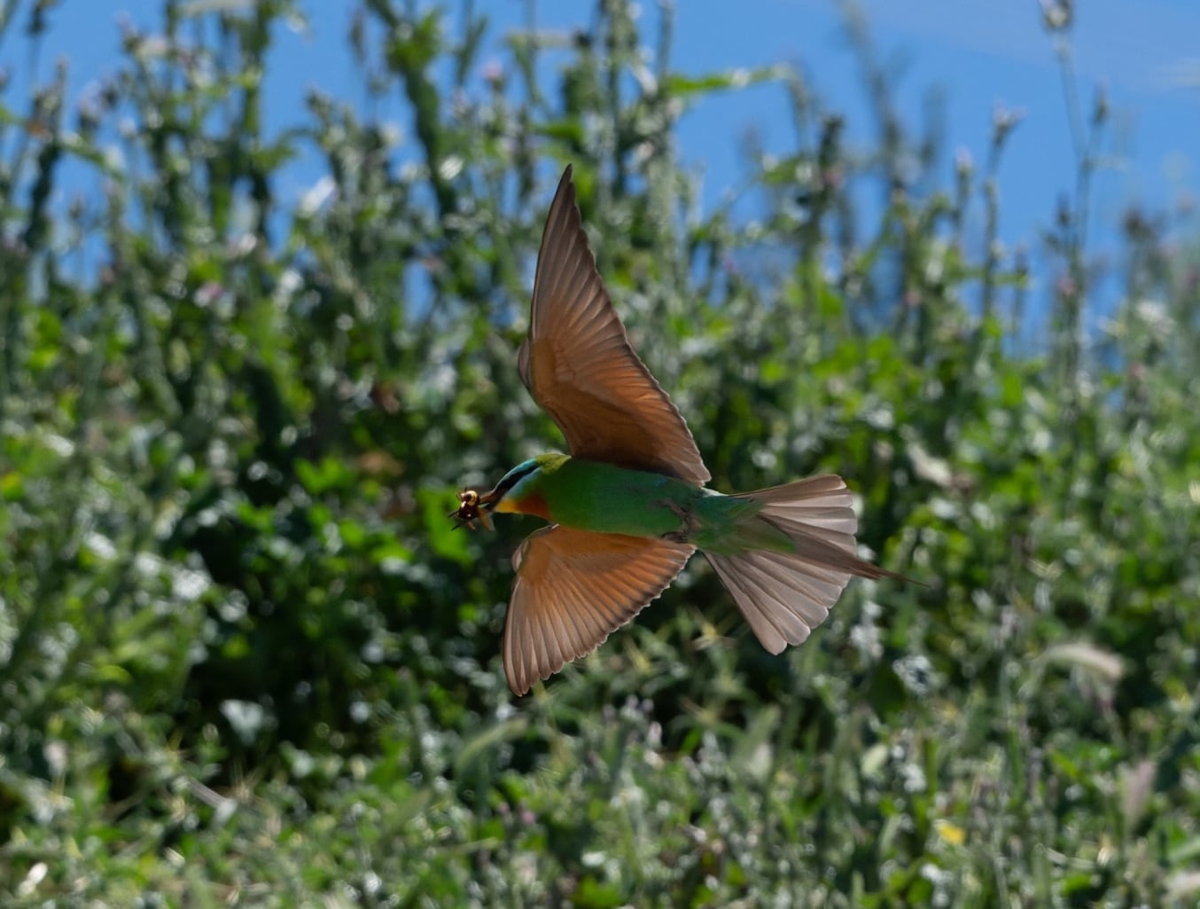 Blue-cheeked Bee-eater