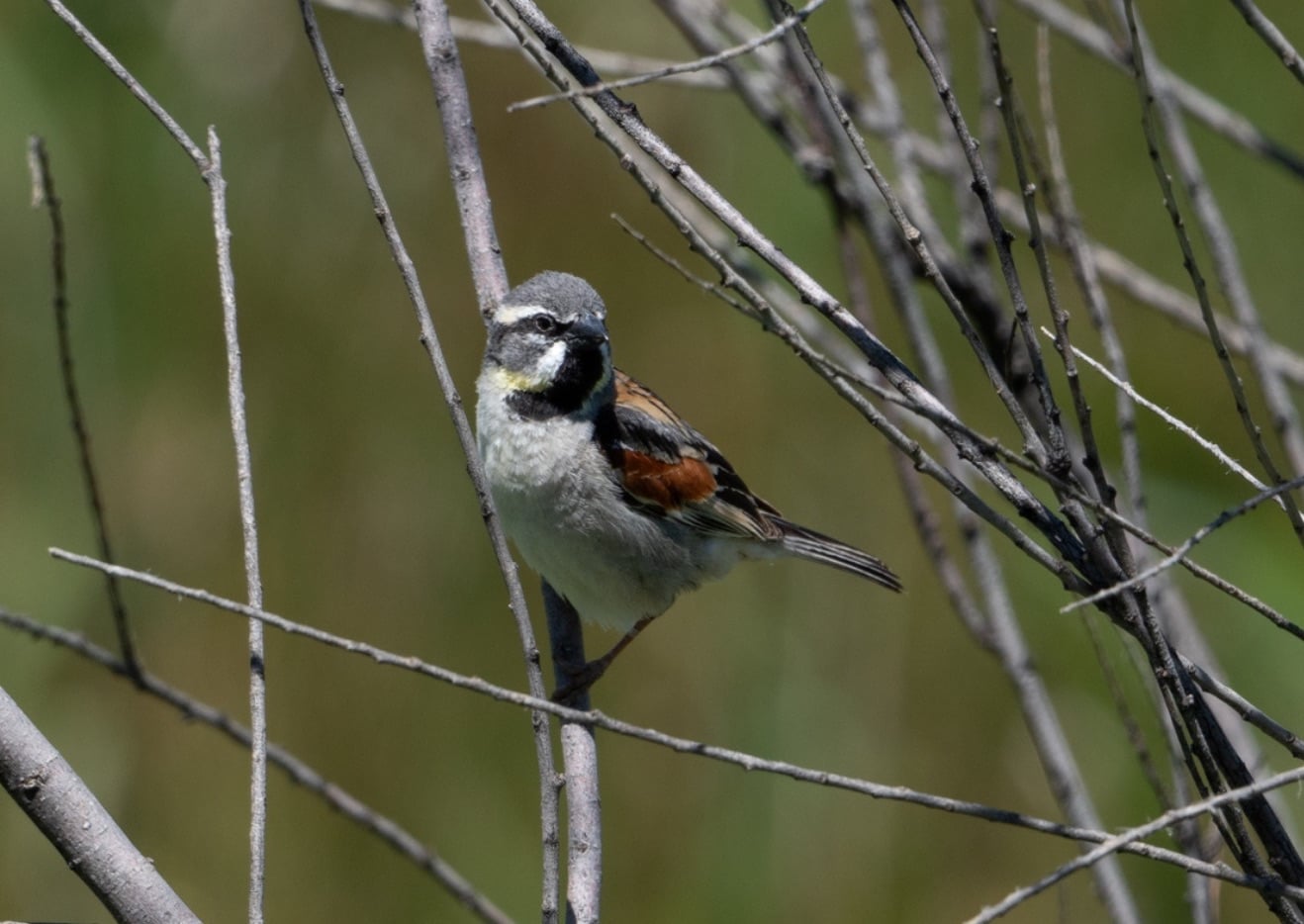 Dead Sea Sparrow