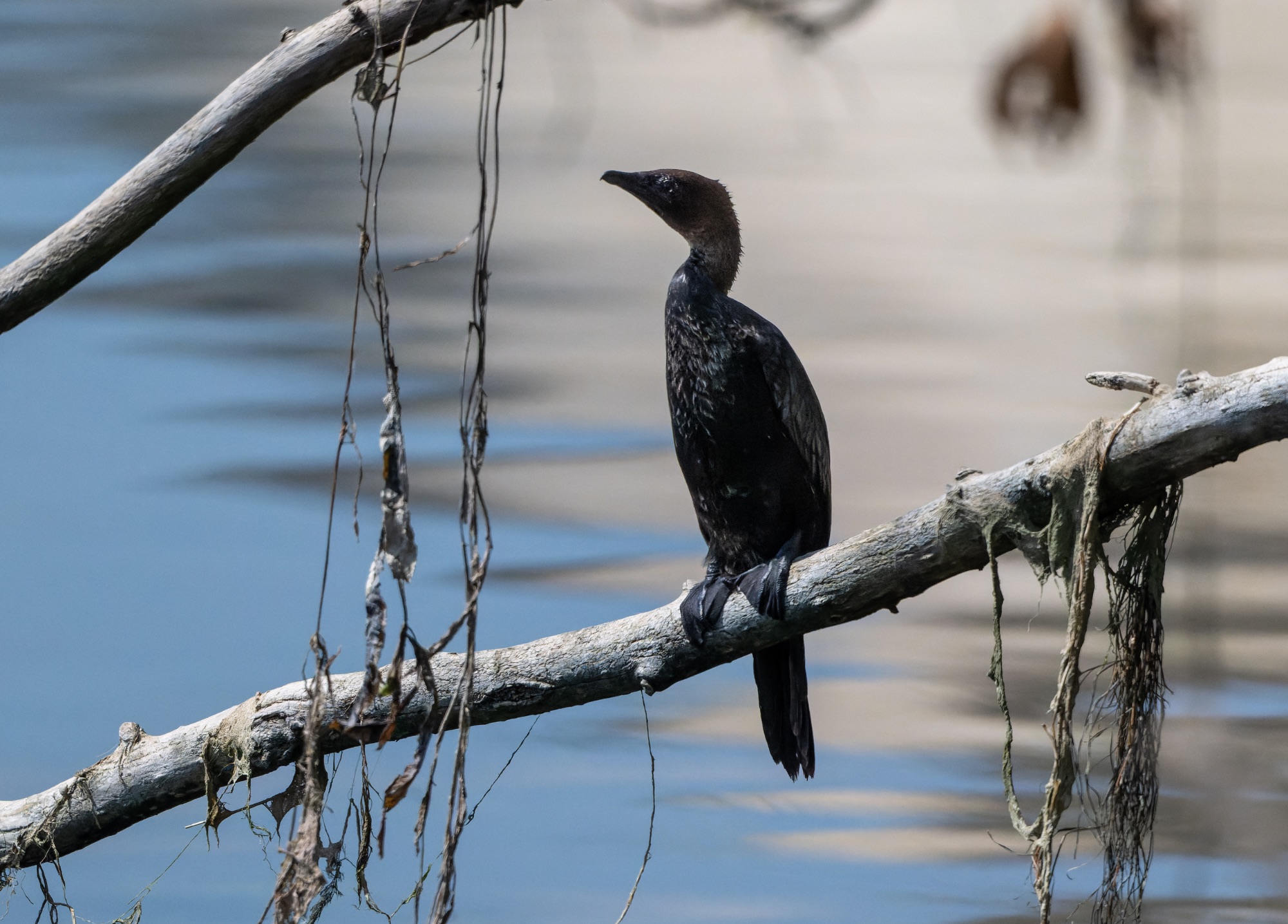 Pygmy Cormorant