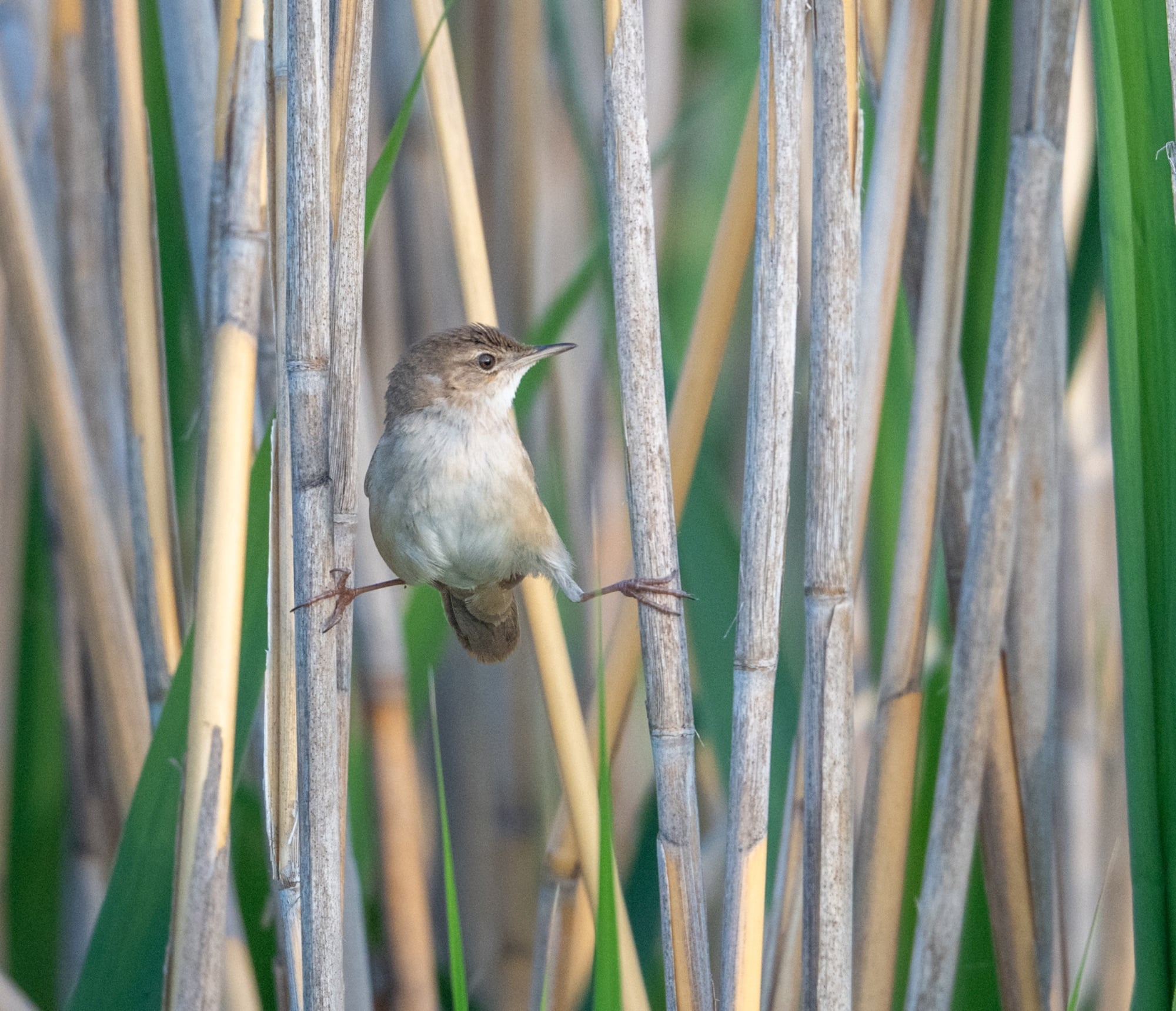 Savi's Warbler