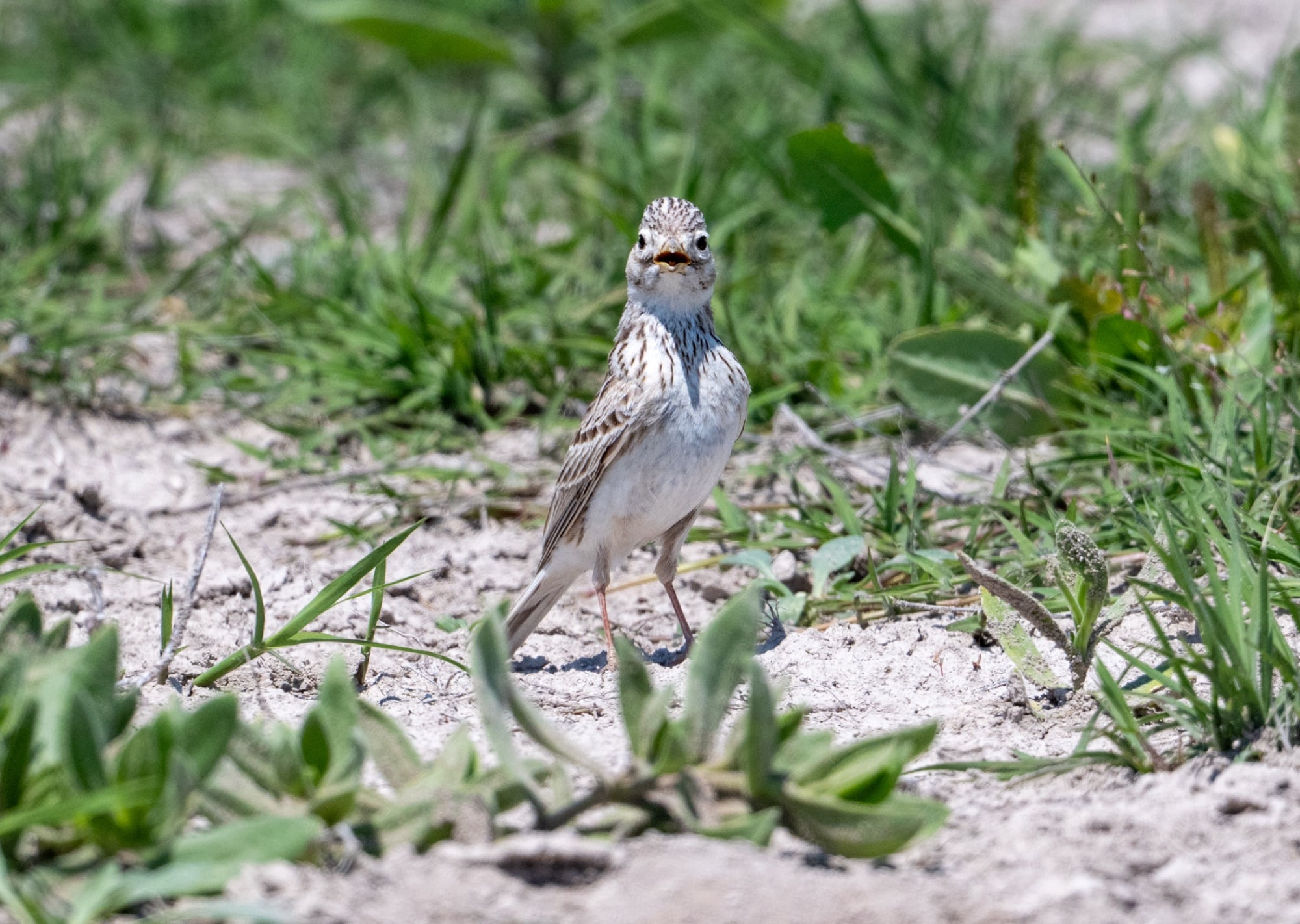 Turkestan Short-toed Lark
