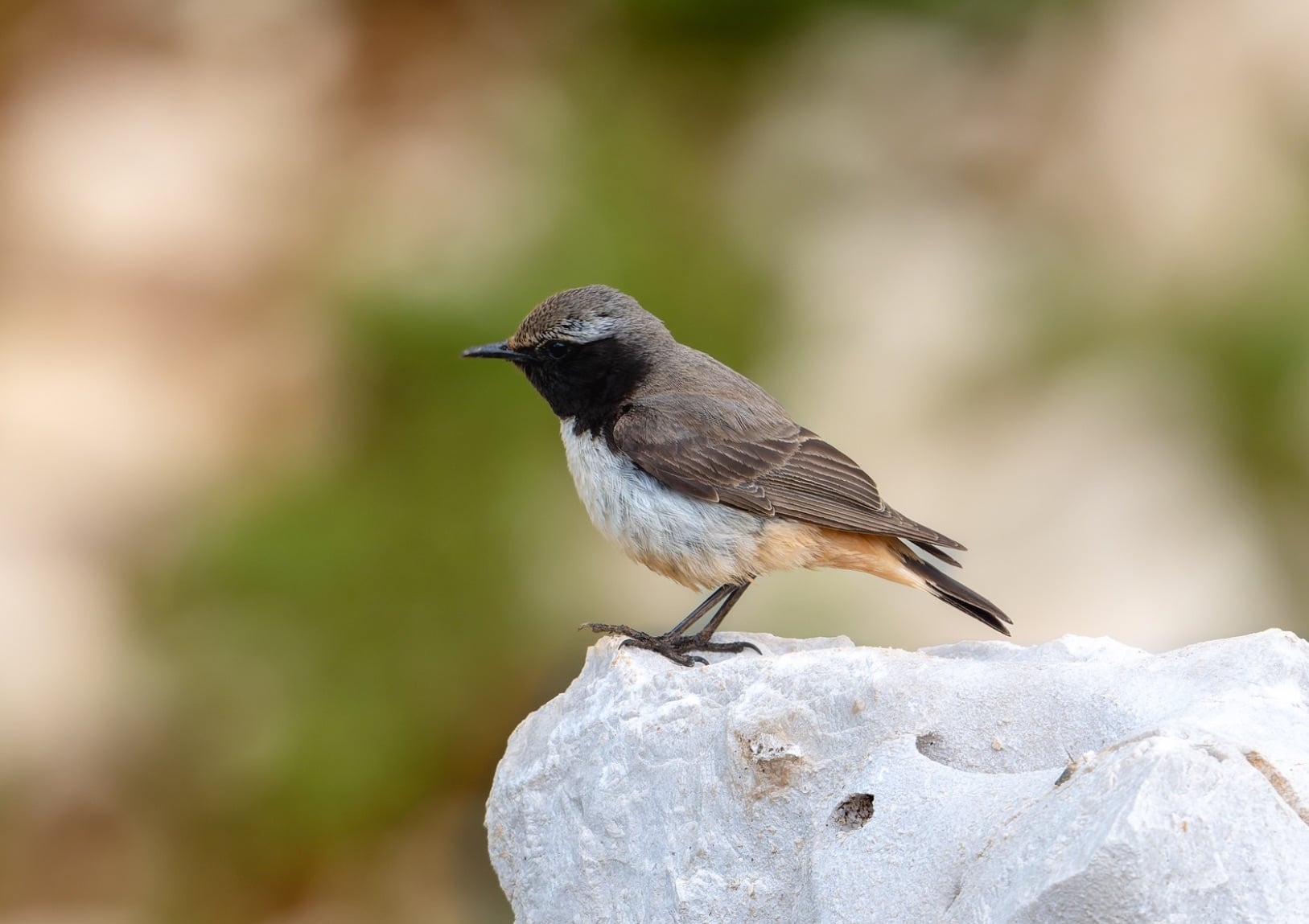 Kurdish Wheatear