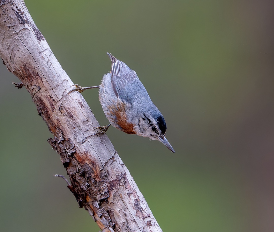 Kruper's Nuthatch