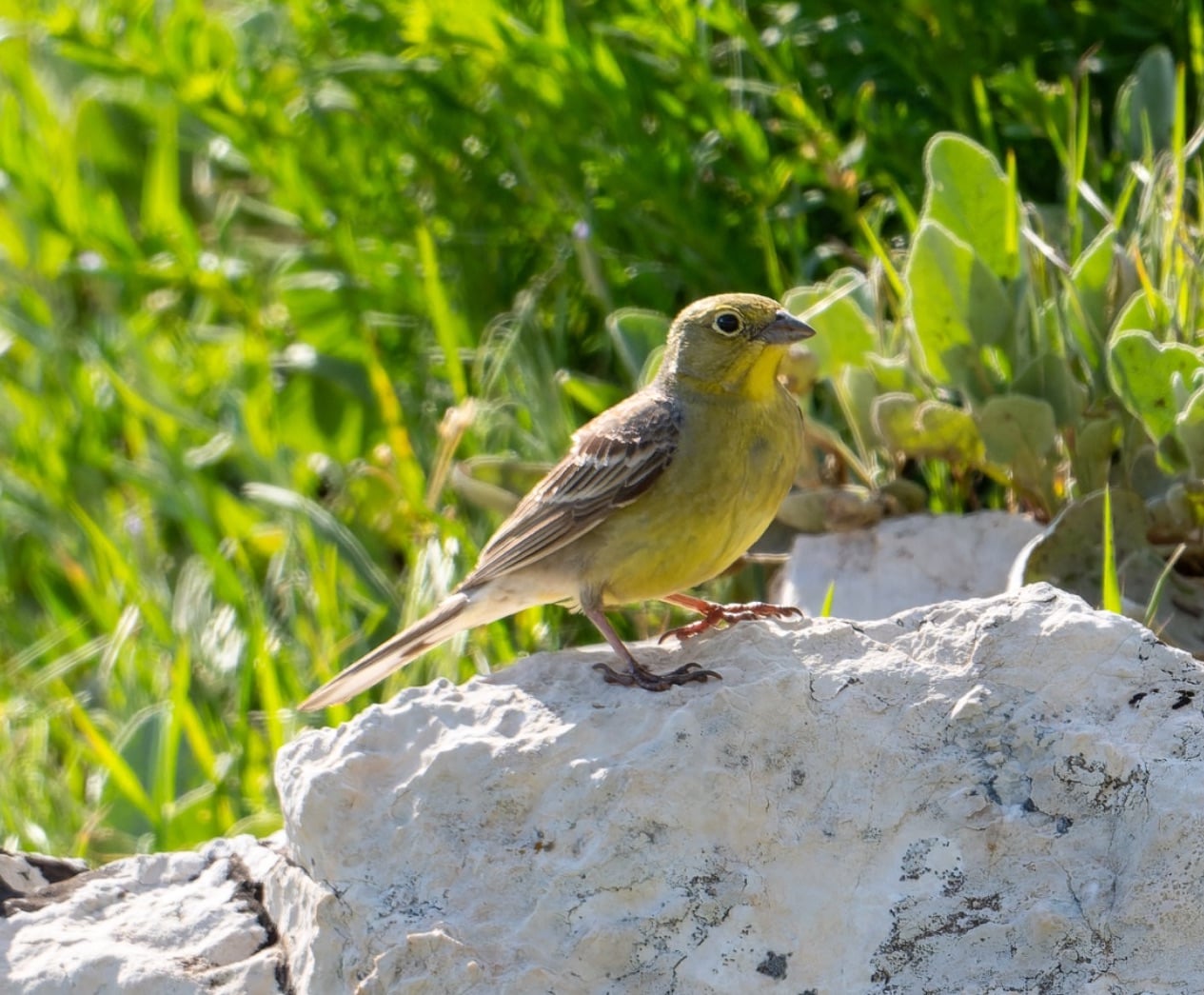 Cinereous Bunting