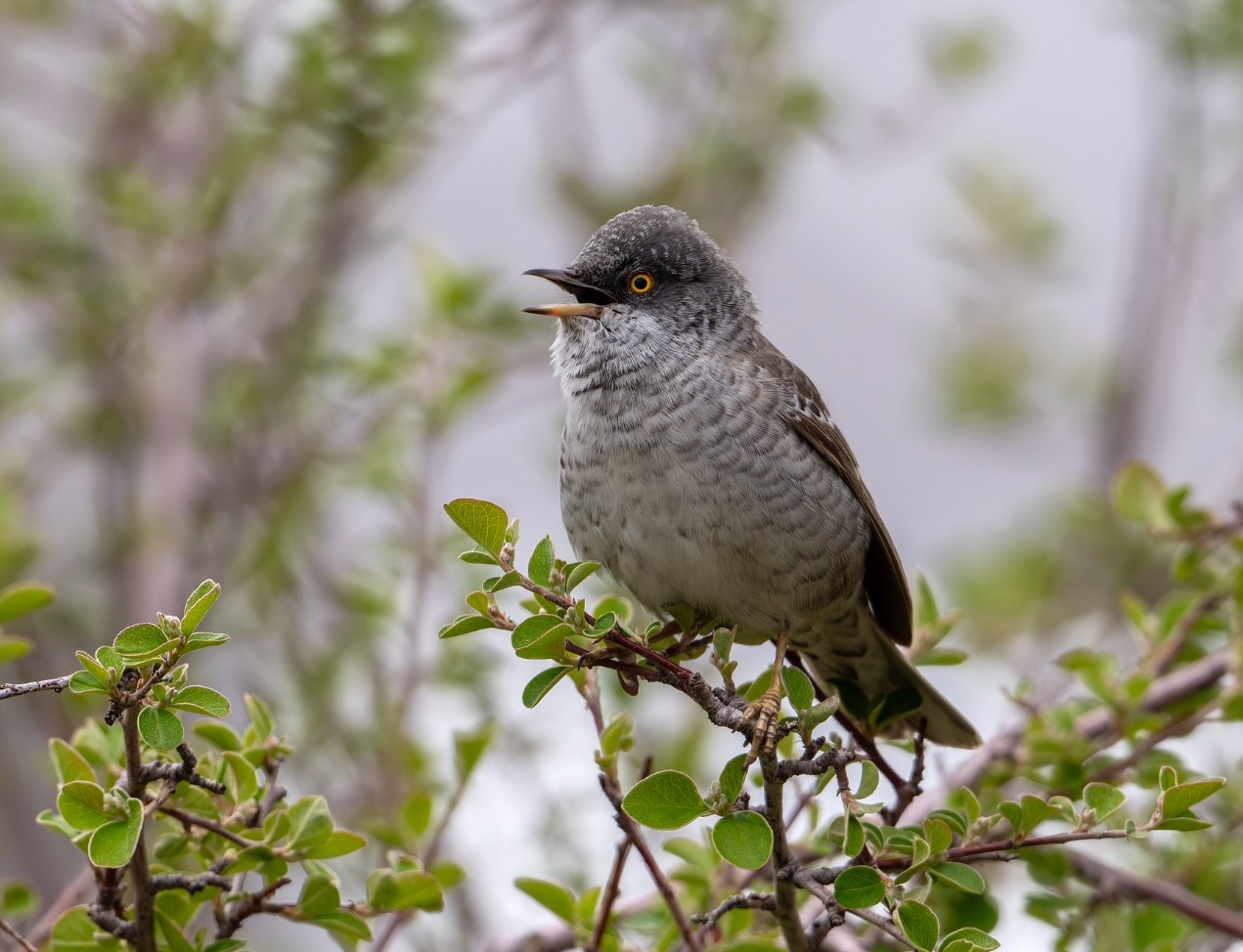 Barred Warbler