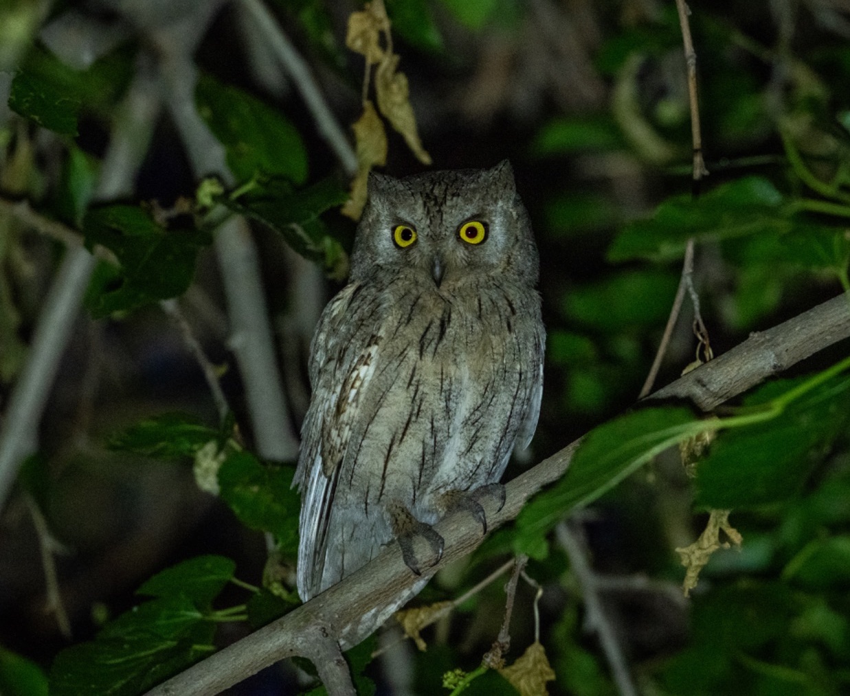 Pallid Scops Owl