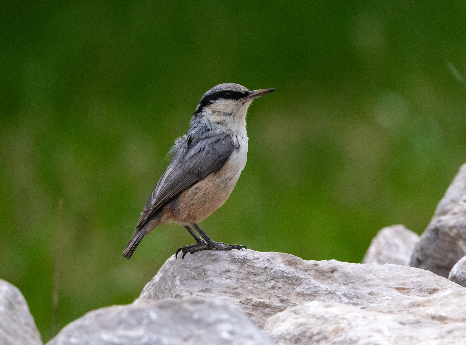 Western Rock Nuthatch