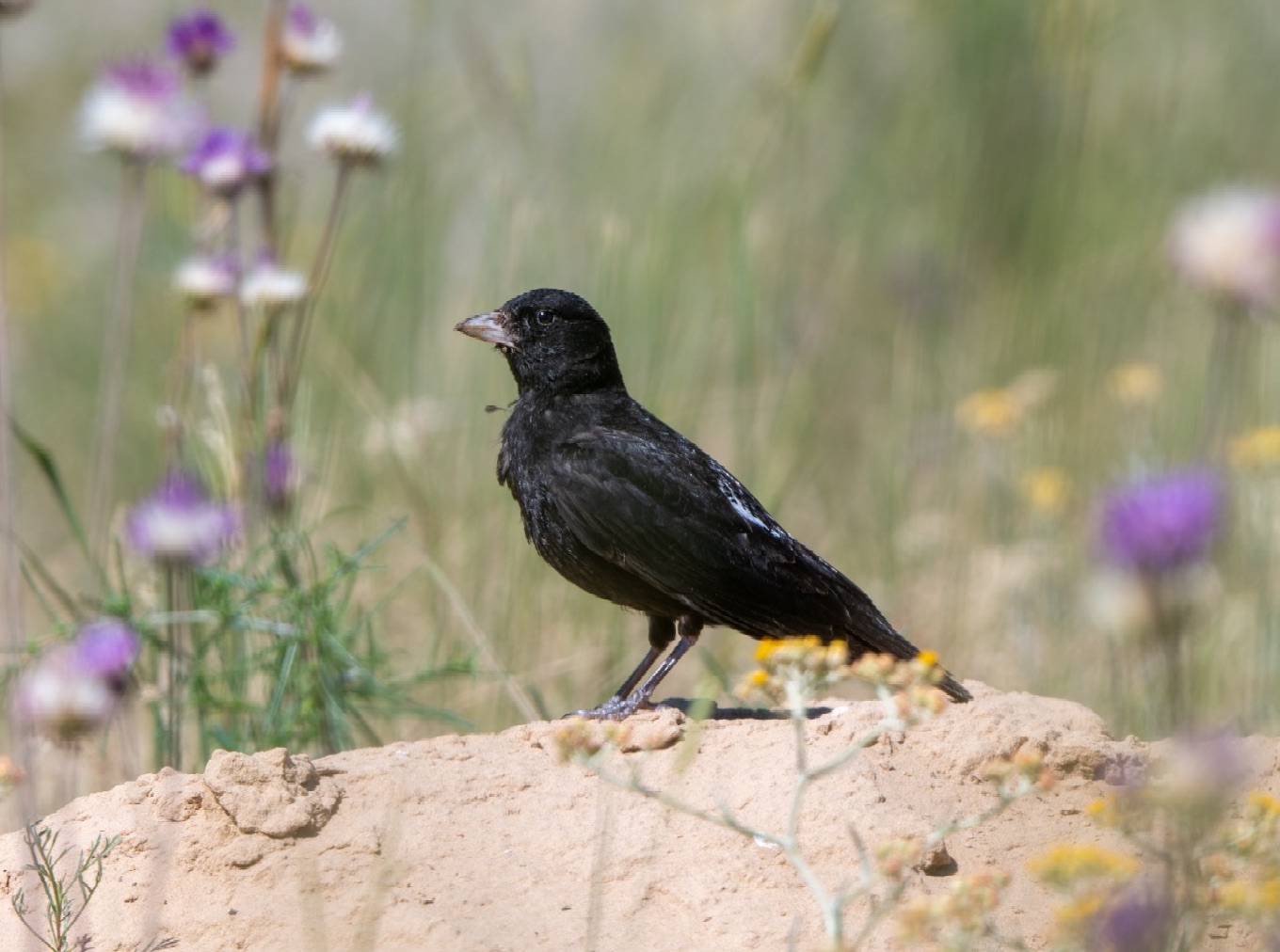 Black Lark