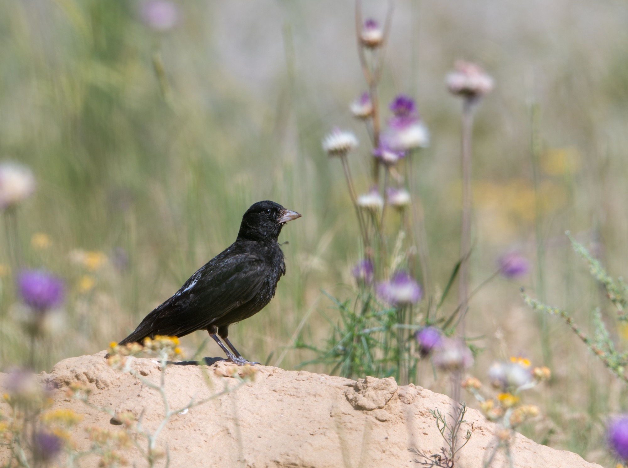 black lark