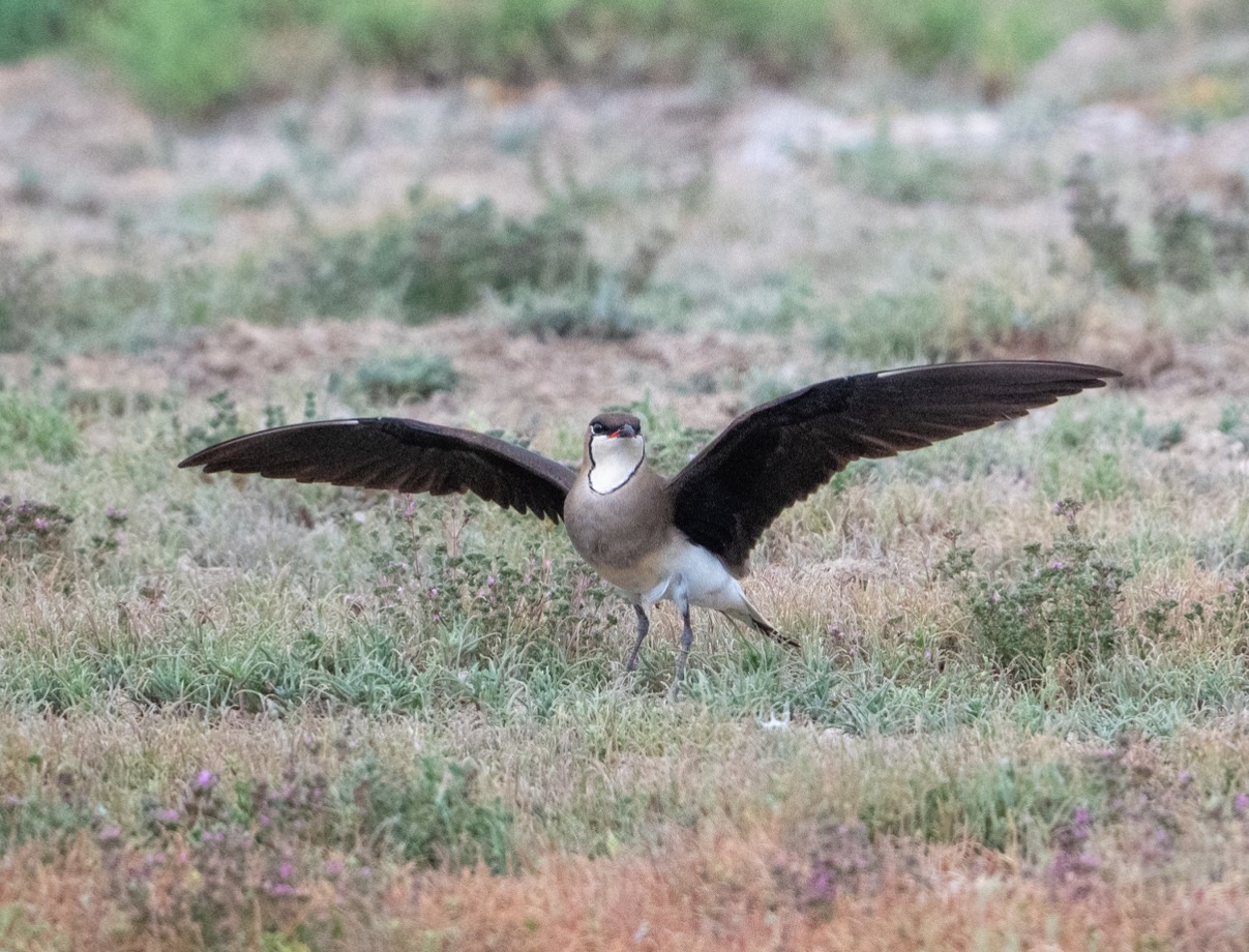 Black-winged Pratincole