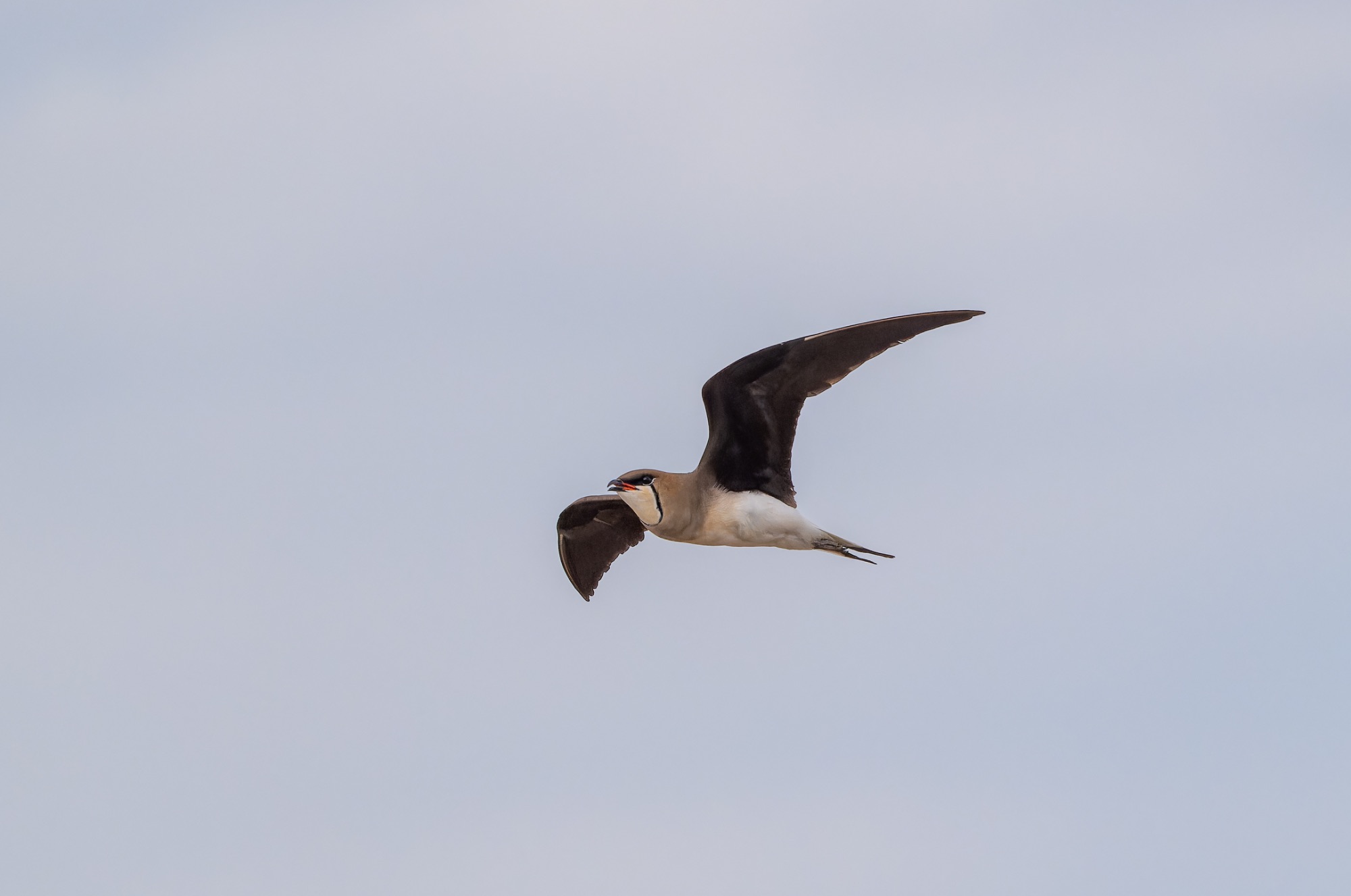 Black-winged Pratincole