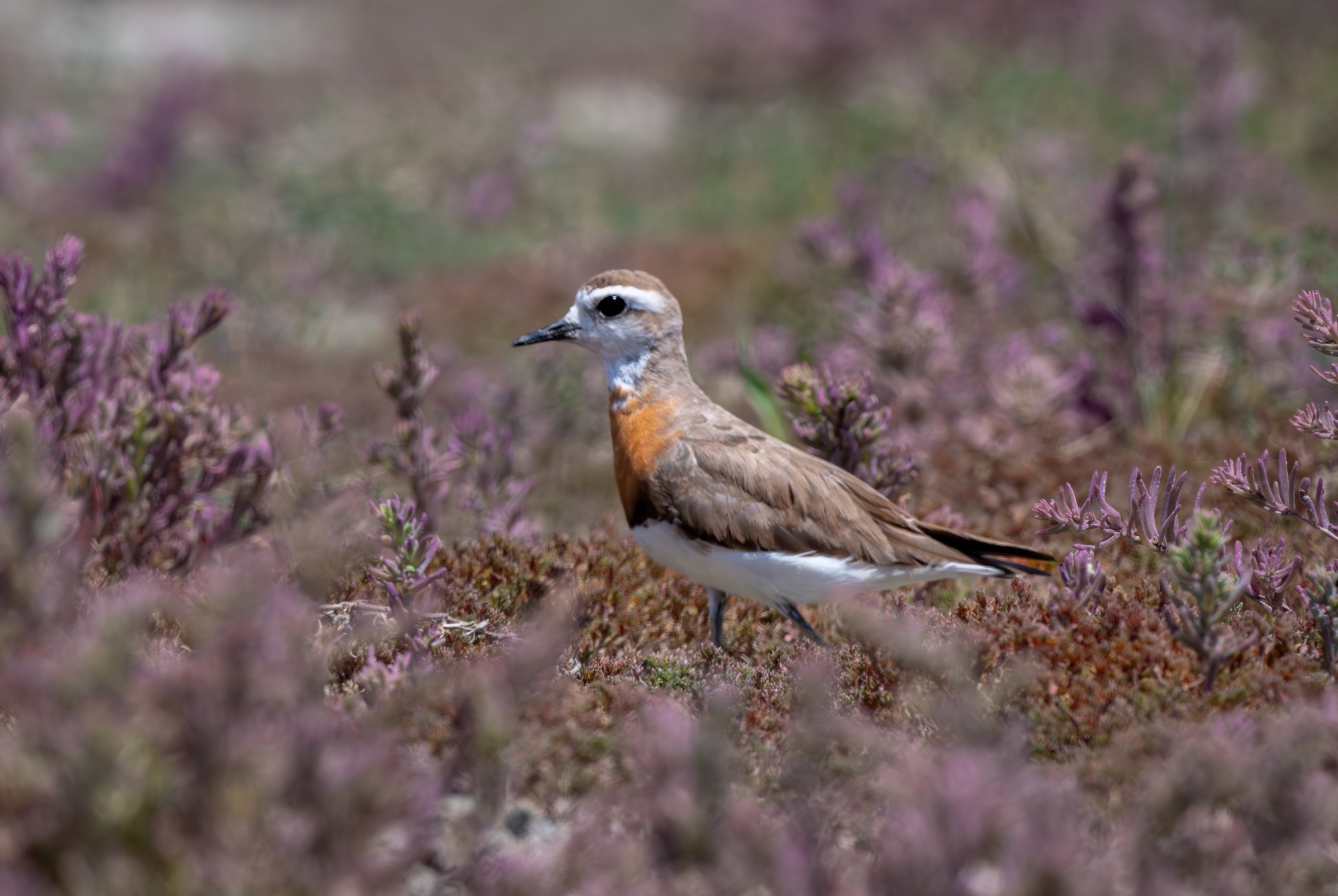 caspian plover