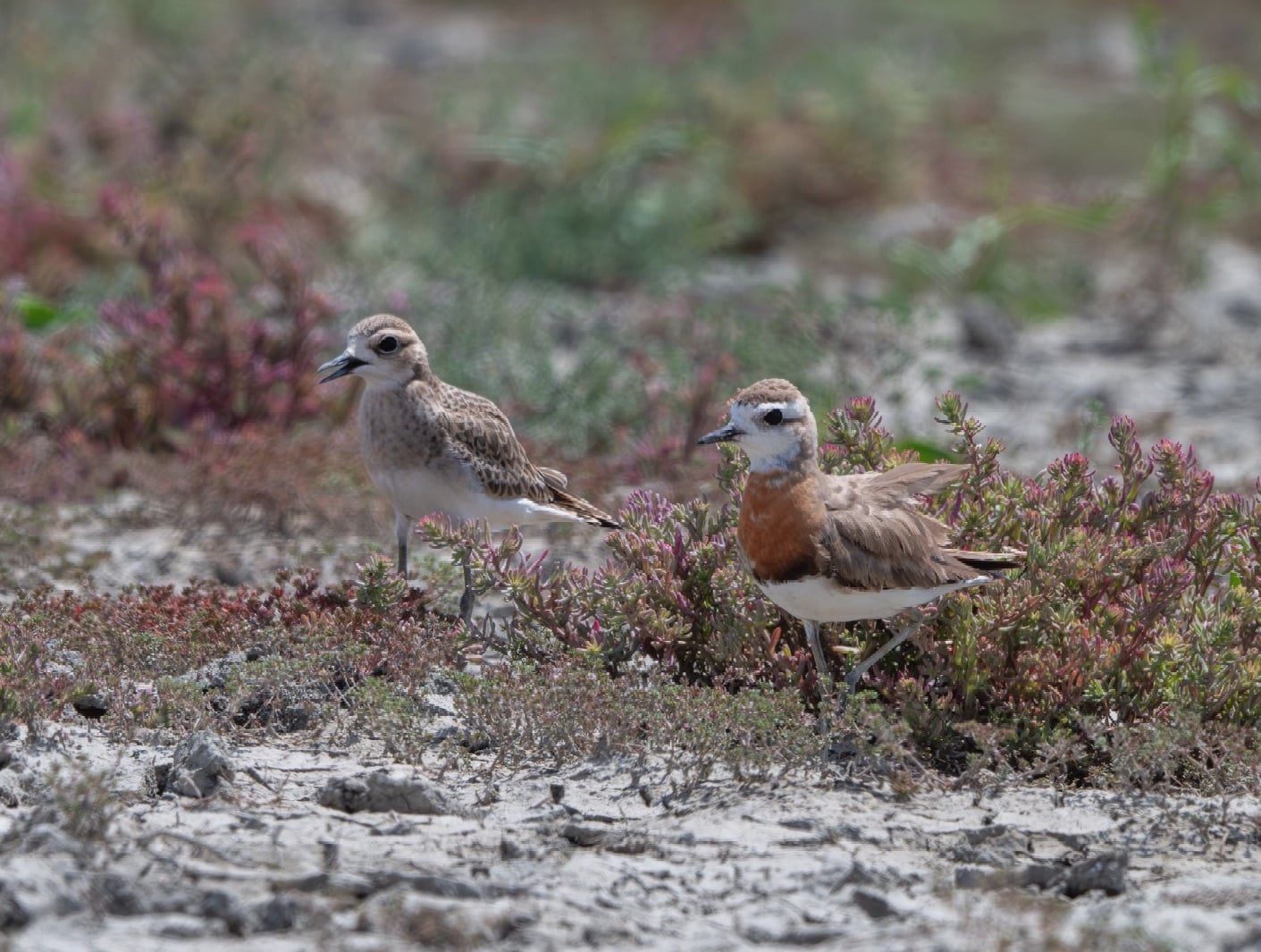 Caspian Plover