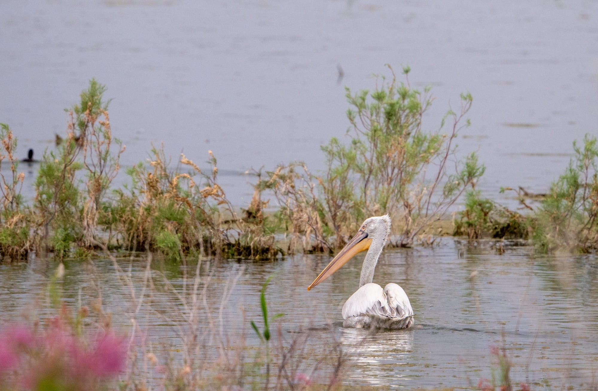 Dalmatian pelican