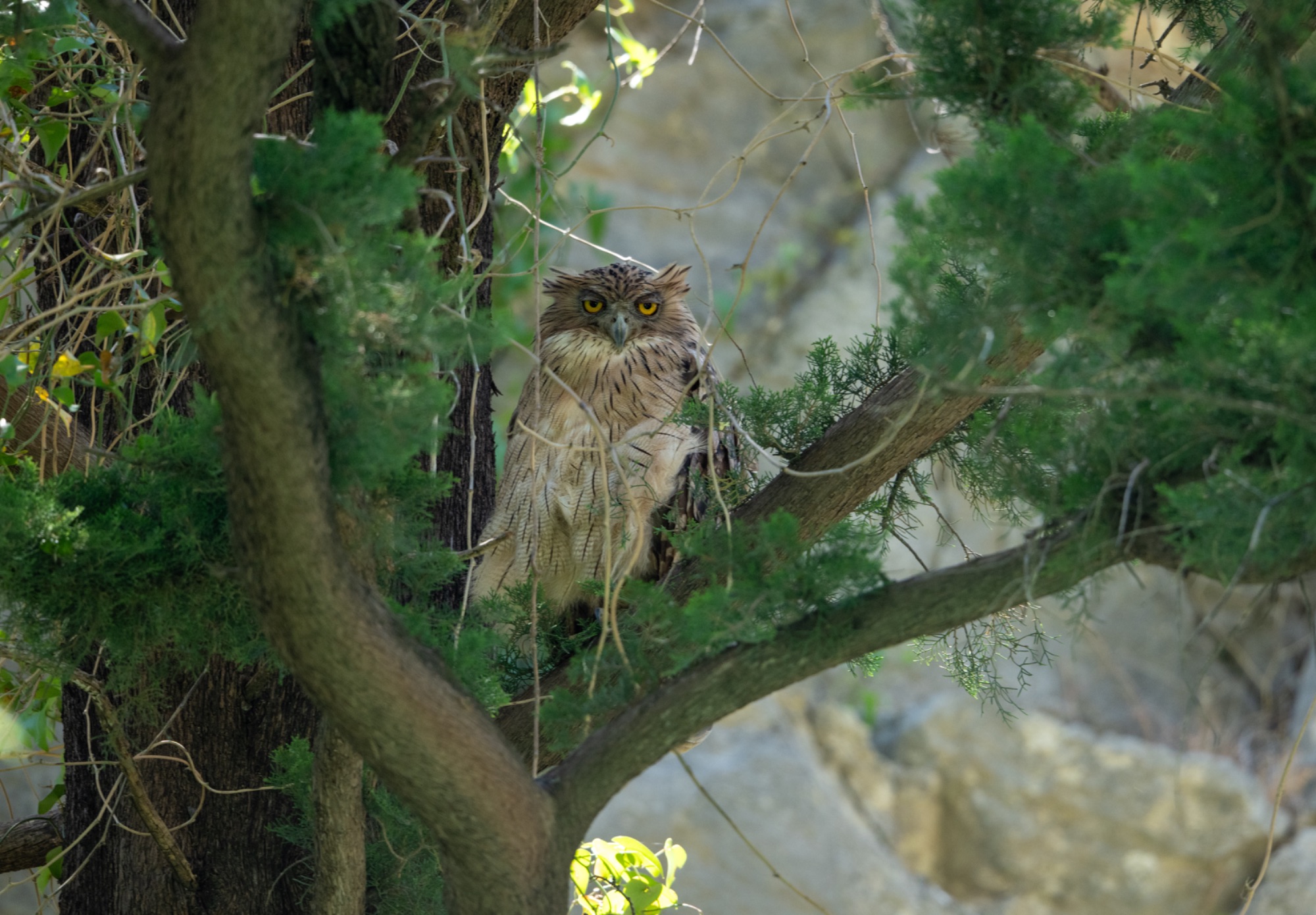 brown fish owl