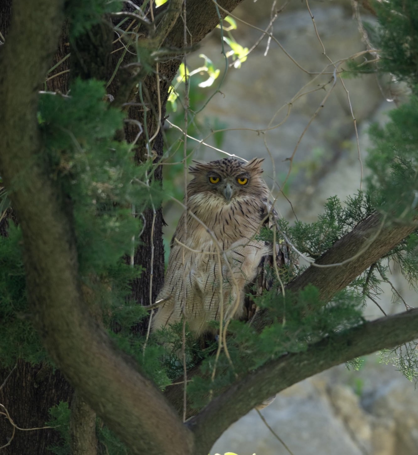 brown Fish Owl