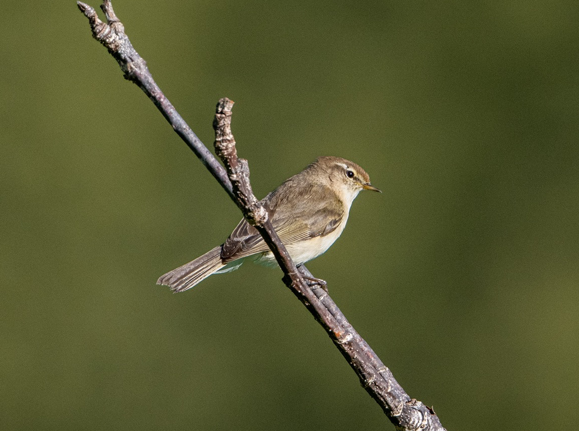 MOUNTAIN CHIFFCHAFF