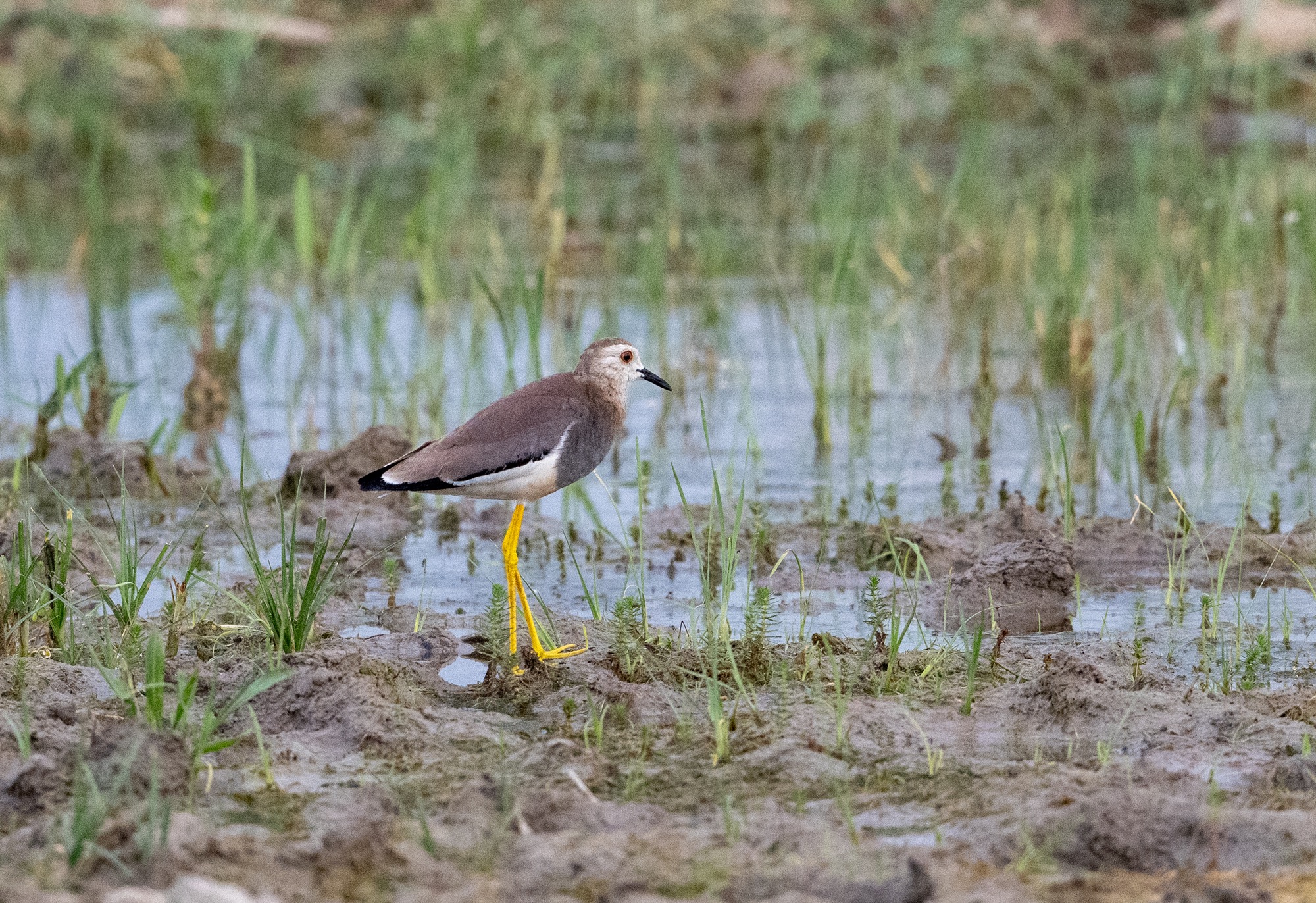 White-tailed Lapwing