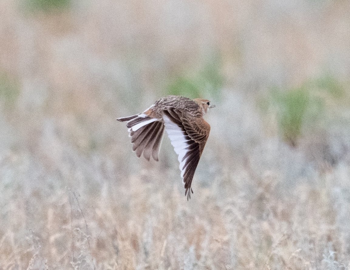 White-winged Lark