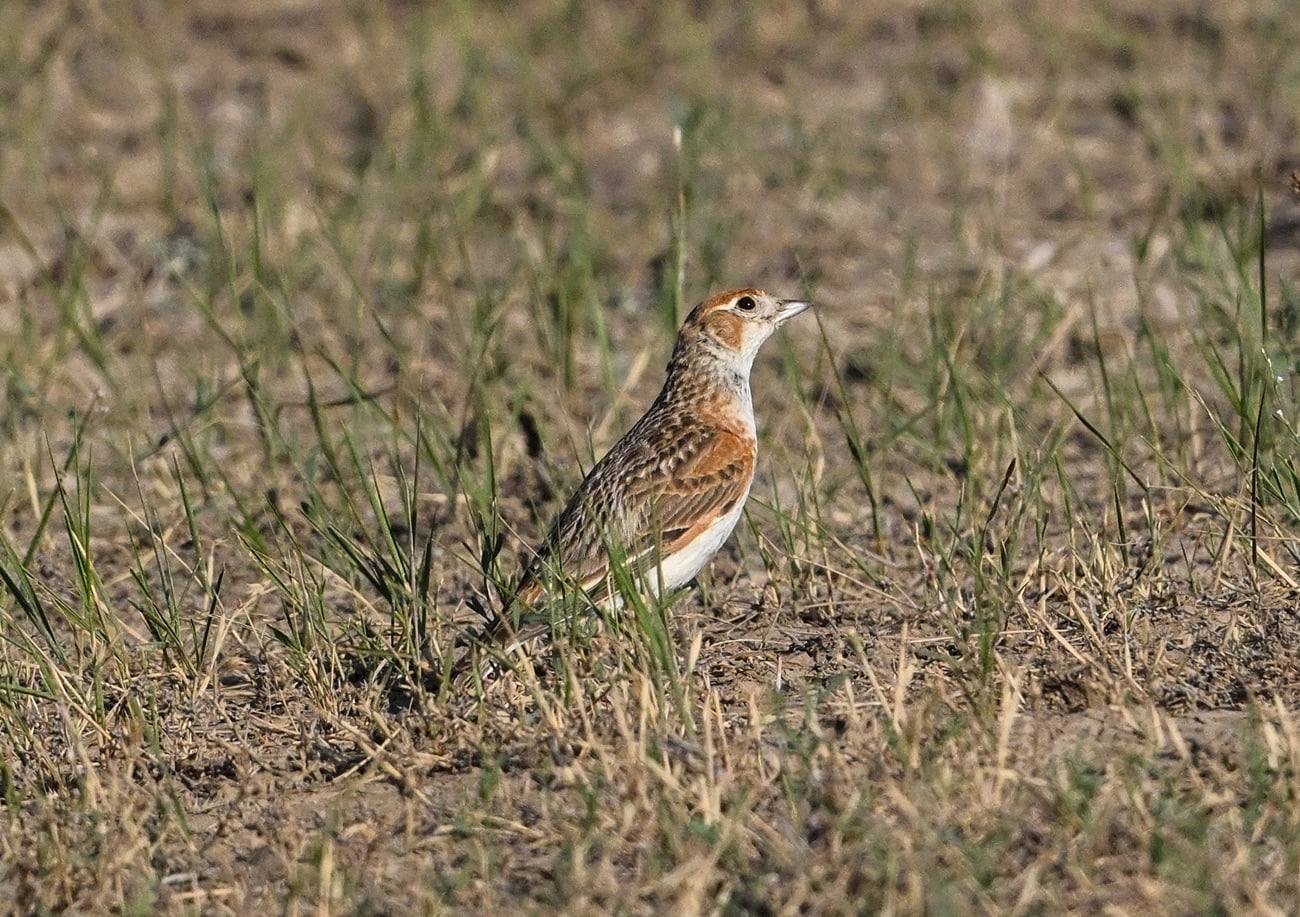 White-winged Lark